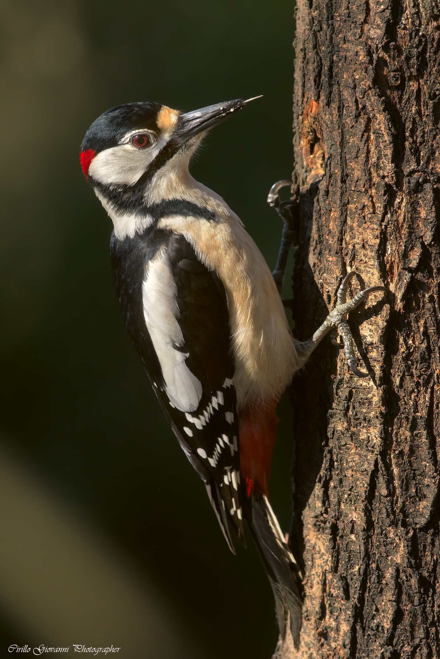 Picchio rosso maggiore