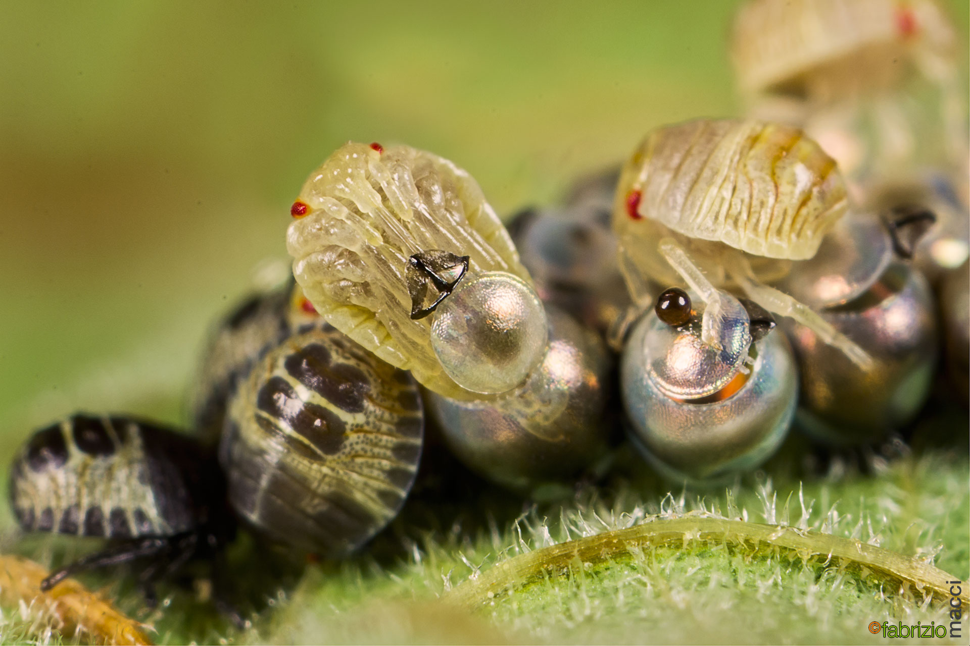 Hatch eggs bug of the plants