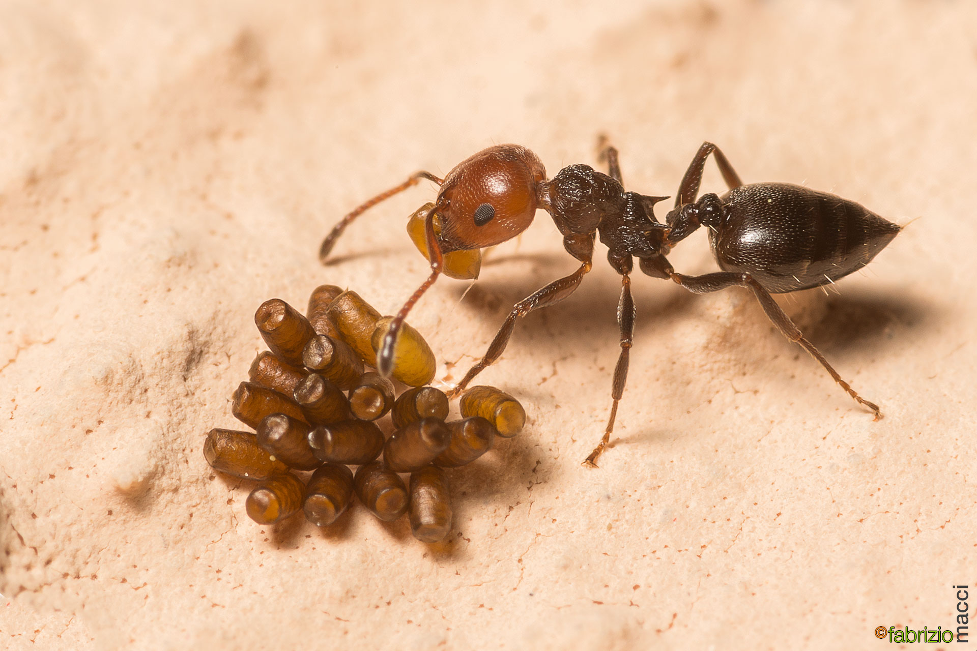 Ant beetle eggs preyed by ant