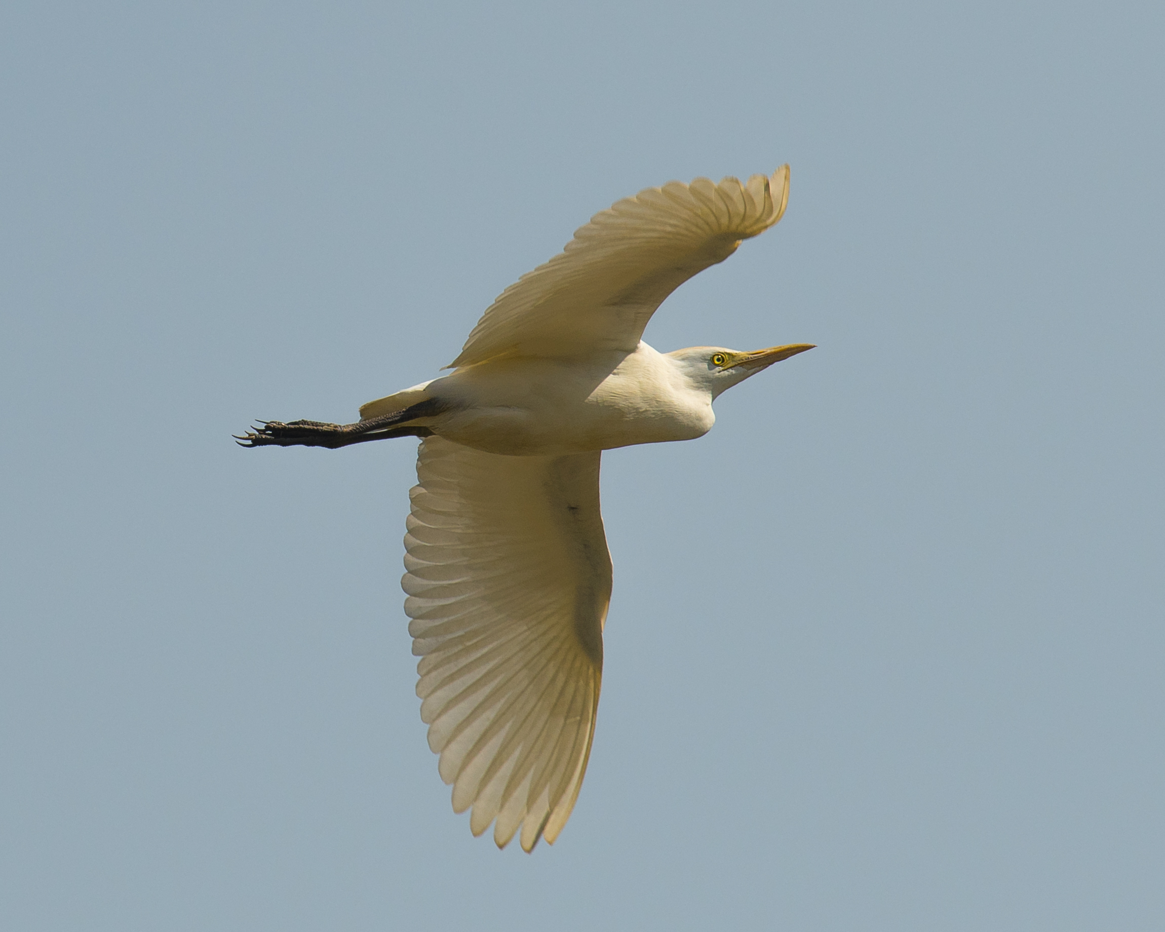 Airone guardabuoi