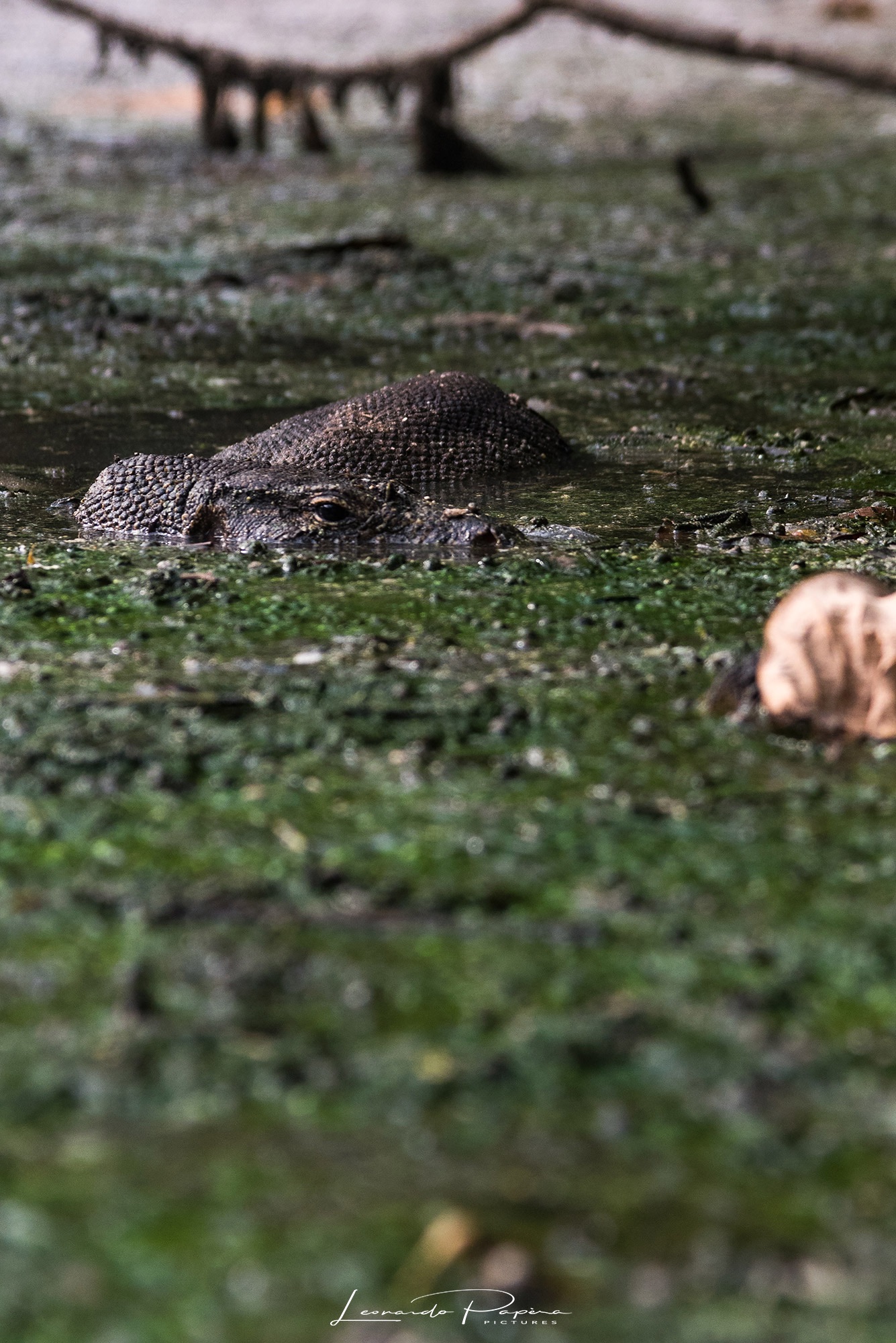 Immersed in the Flood