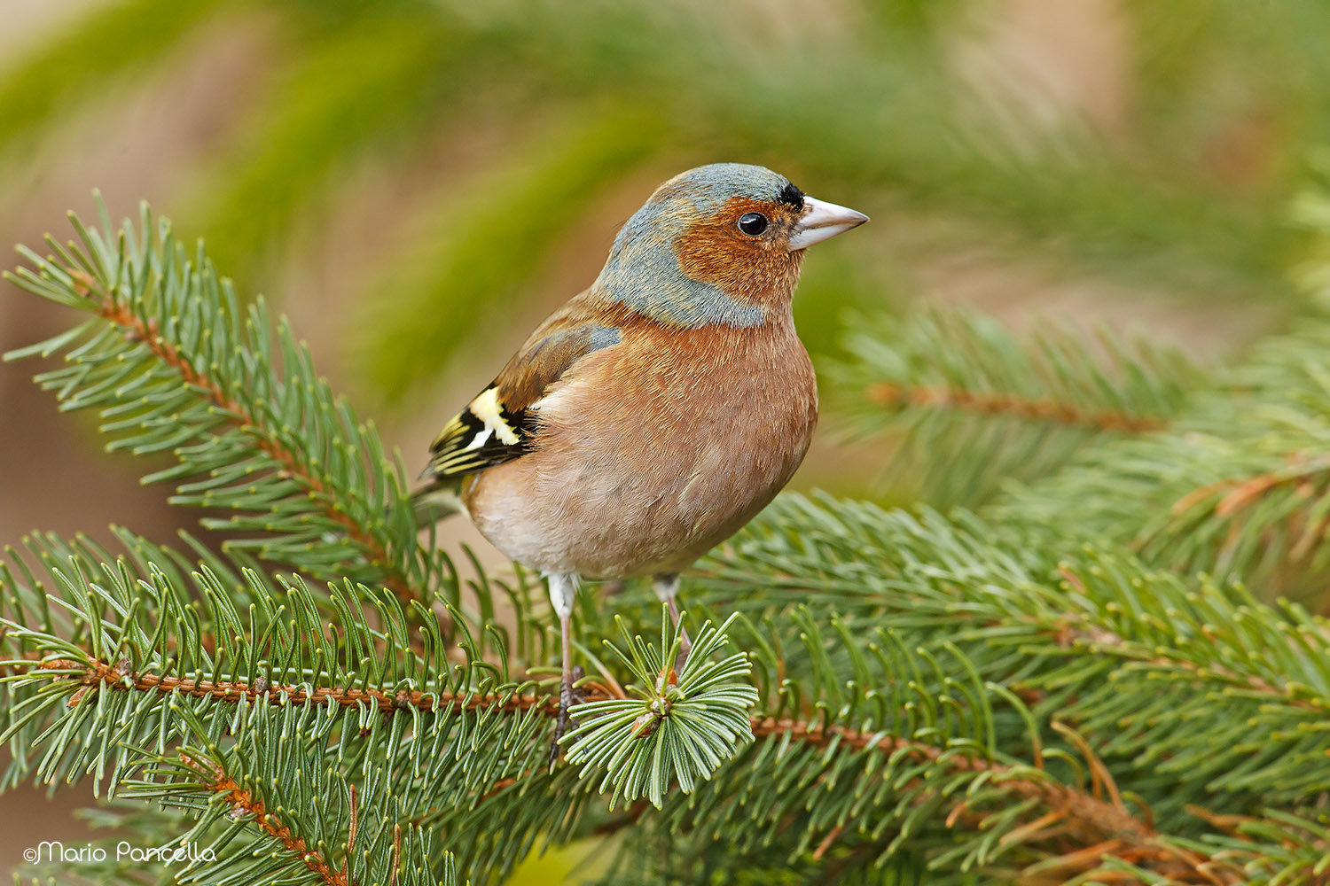 Male chaffinch