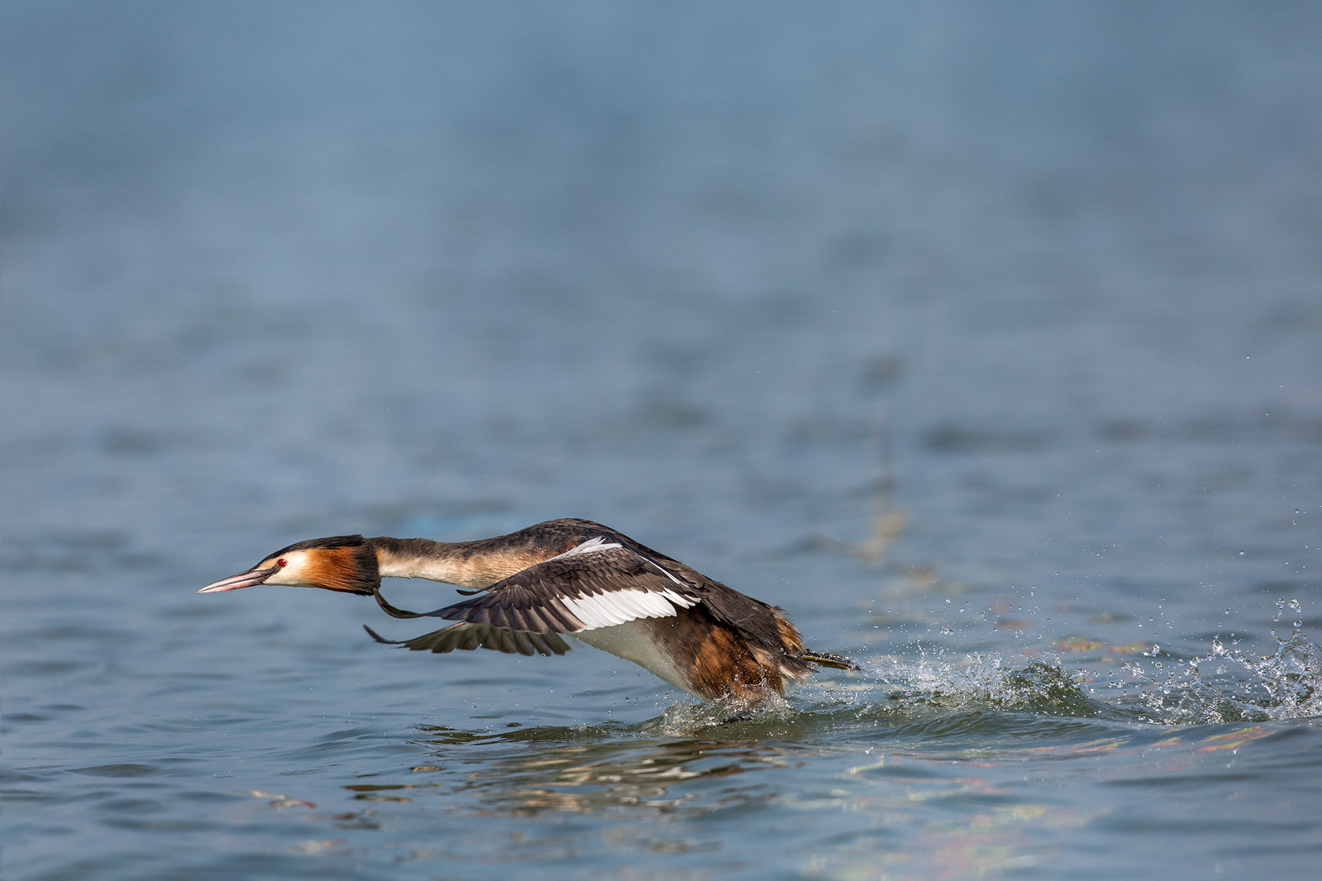 Svasso maggiore di corsa