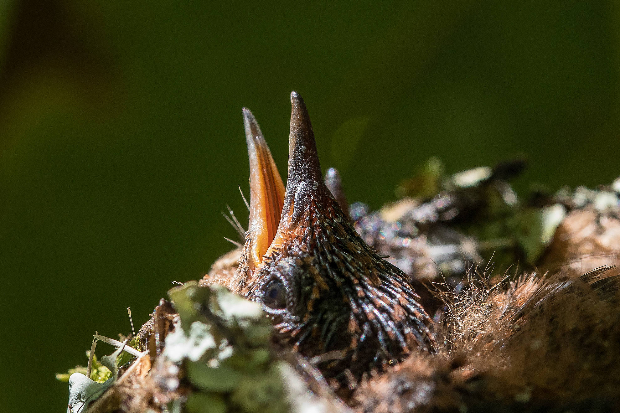Small of hummingbirds, in its nest - Costa Rica