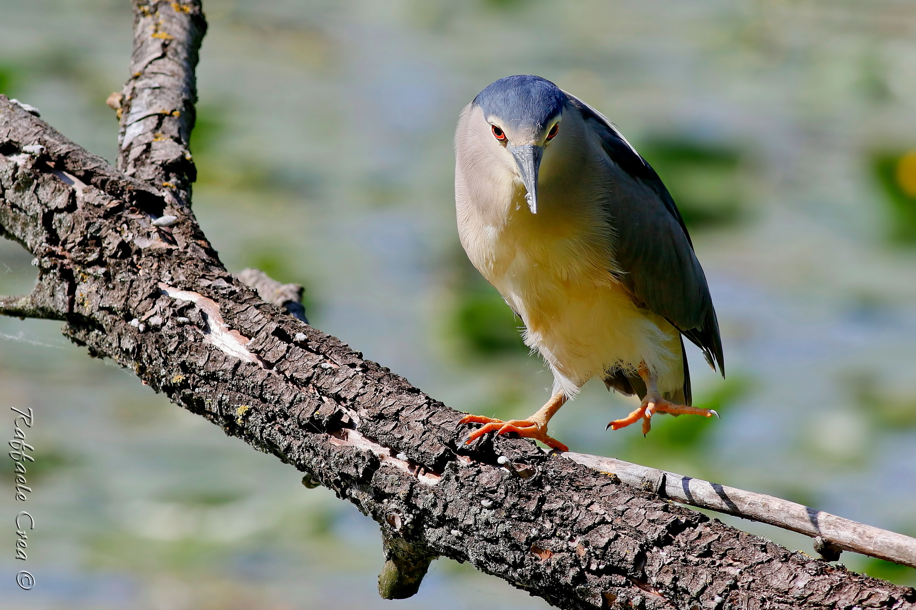 Nitticora in luce e controluce