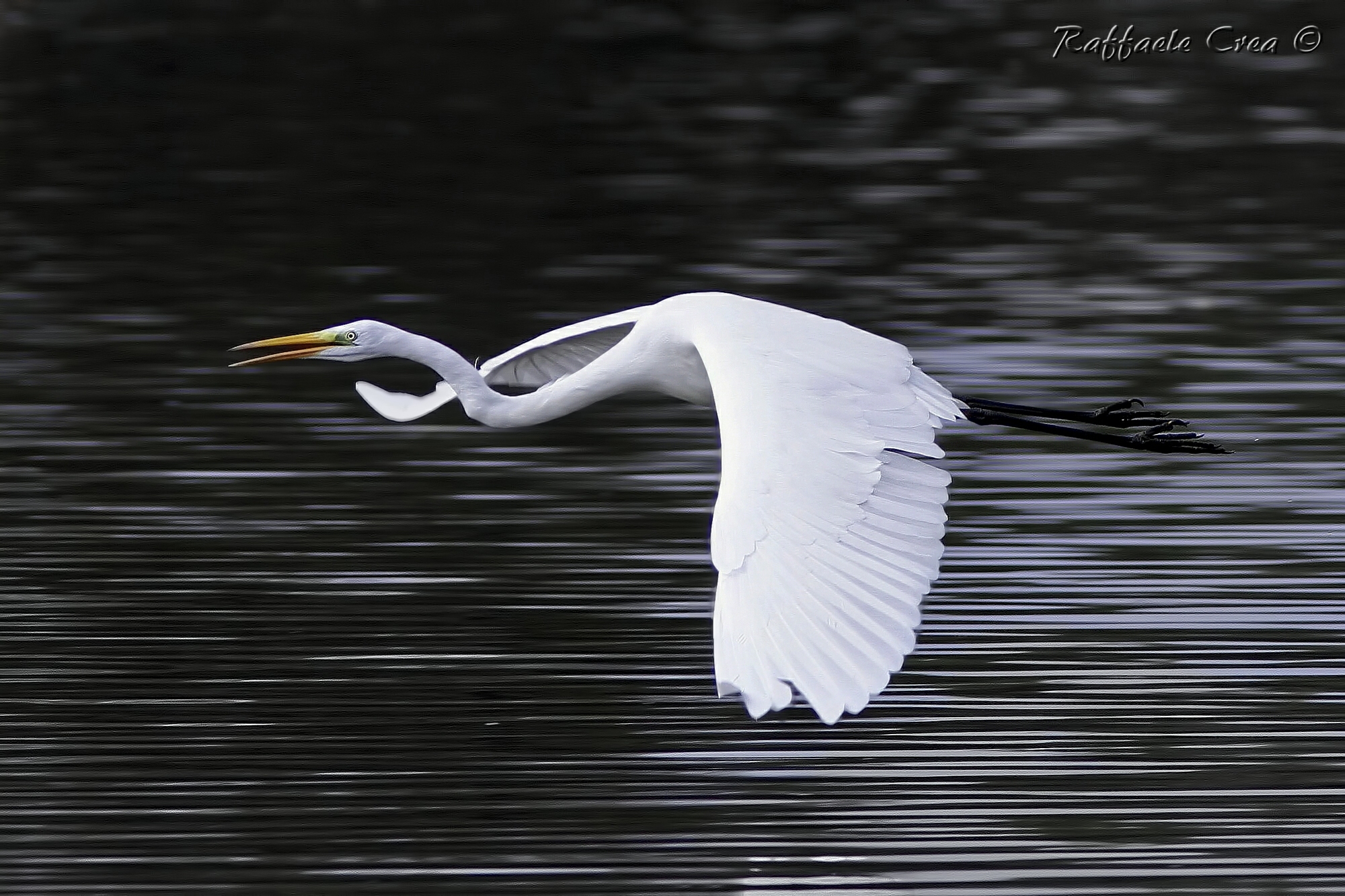 Great White Egret in silver
