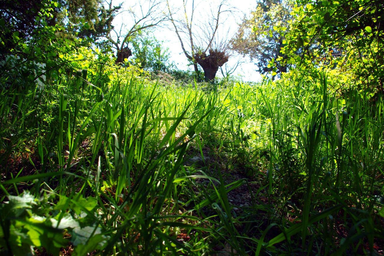 Grass (k200d + kit)