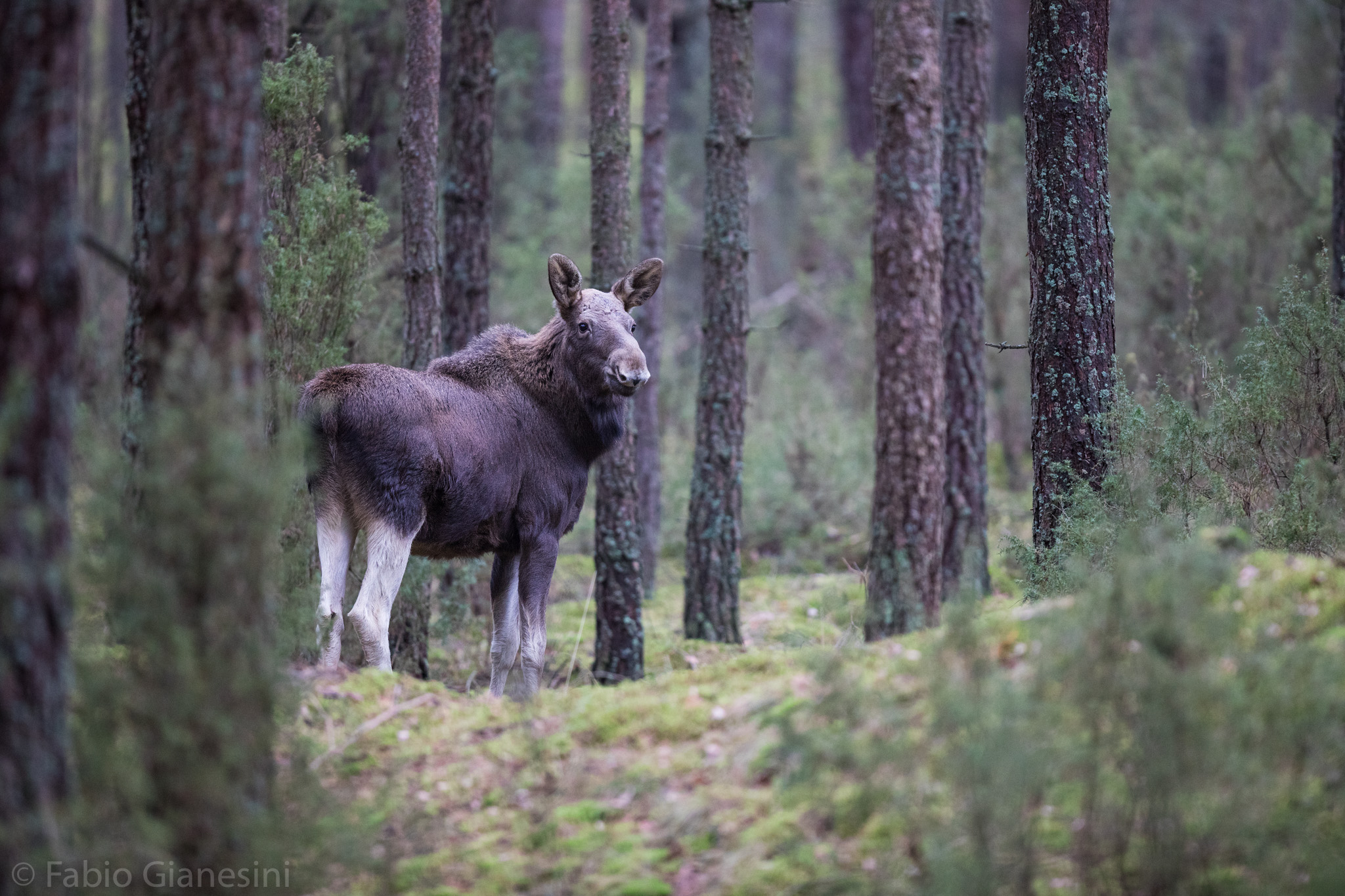 Giovane Alce