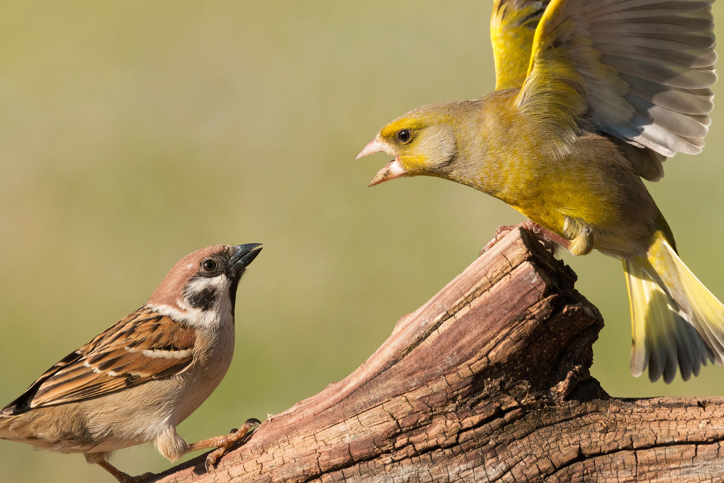 tutta colpa del fisso
