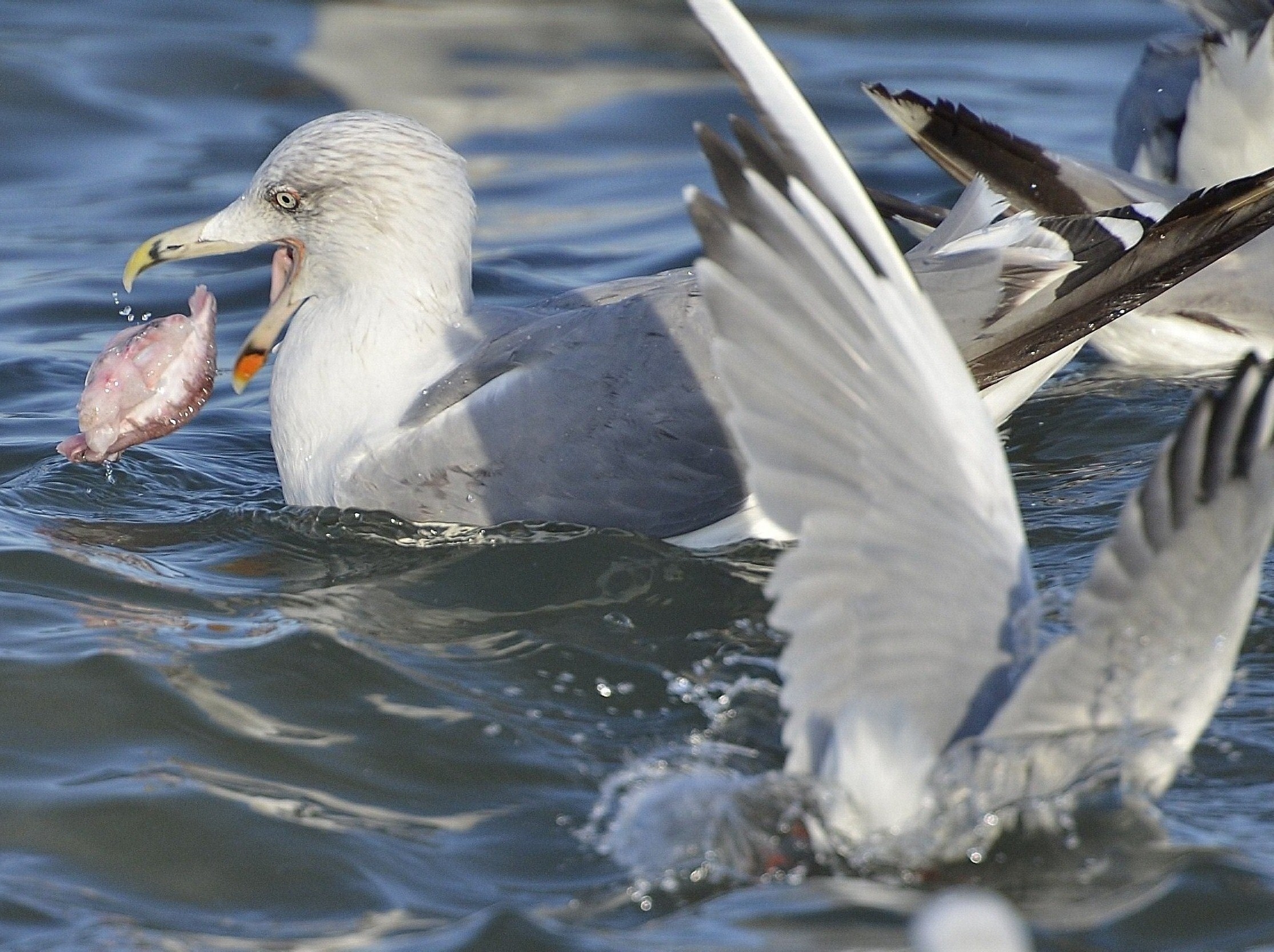 seagulls dinner