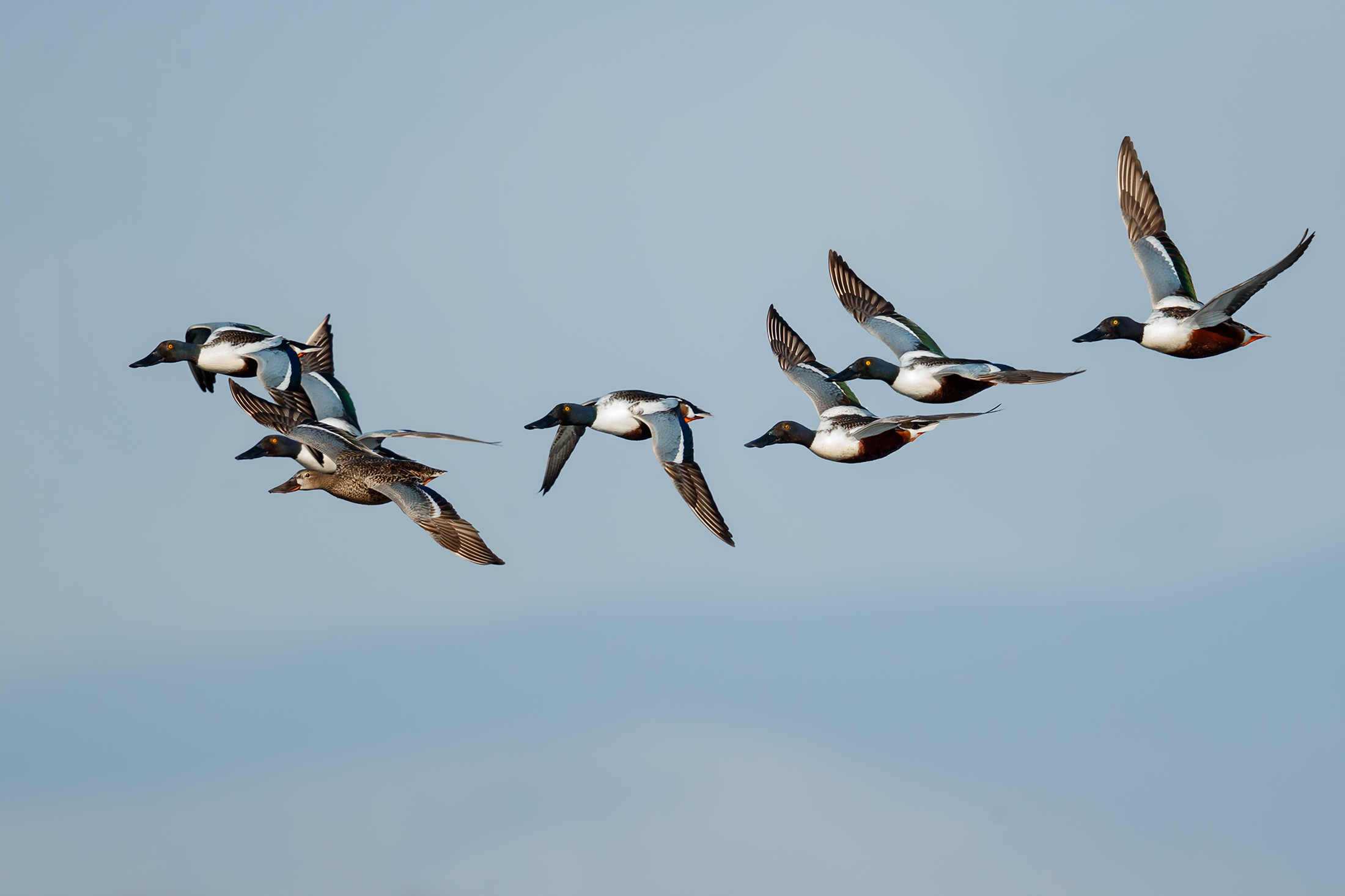 Spoonbills in courting flight