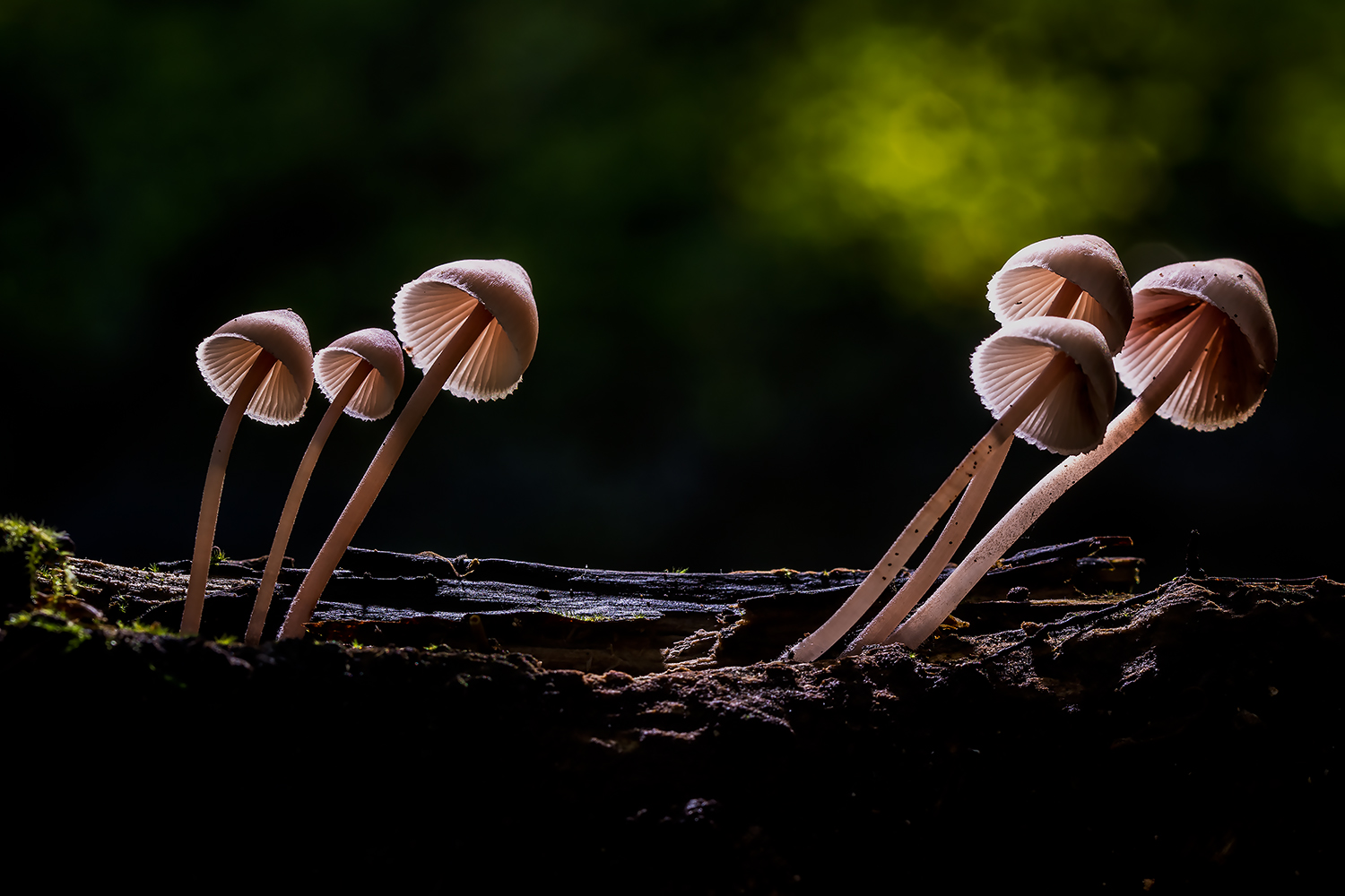 Mycena haematopus