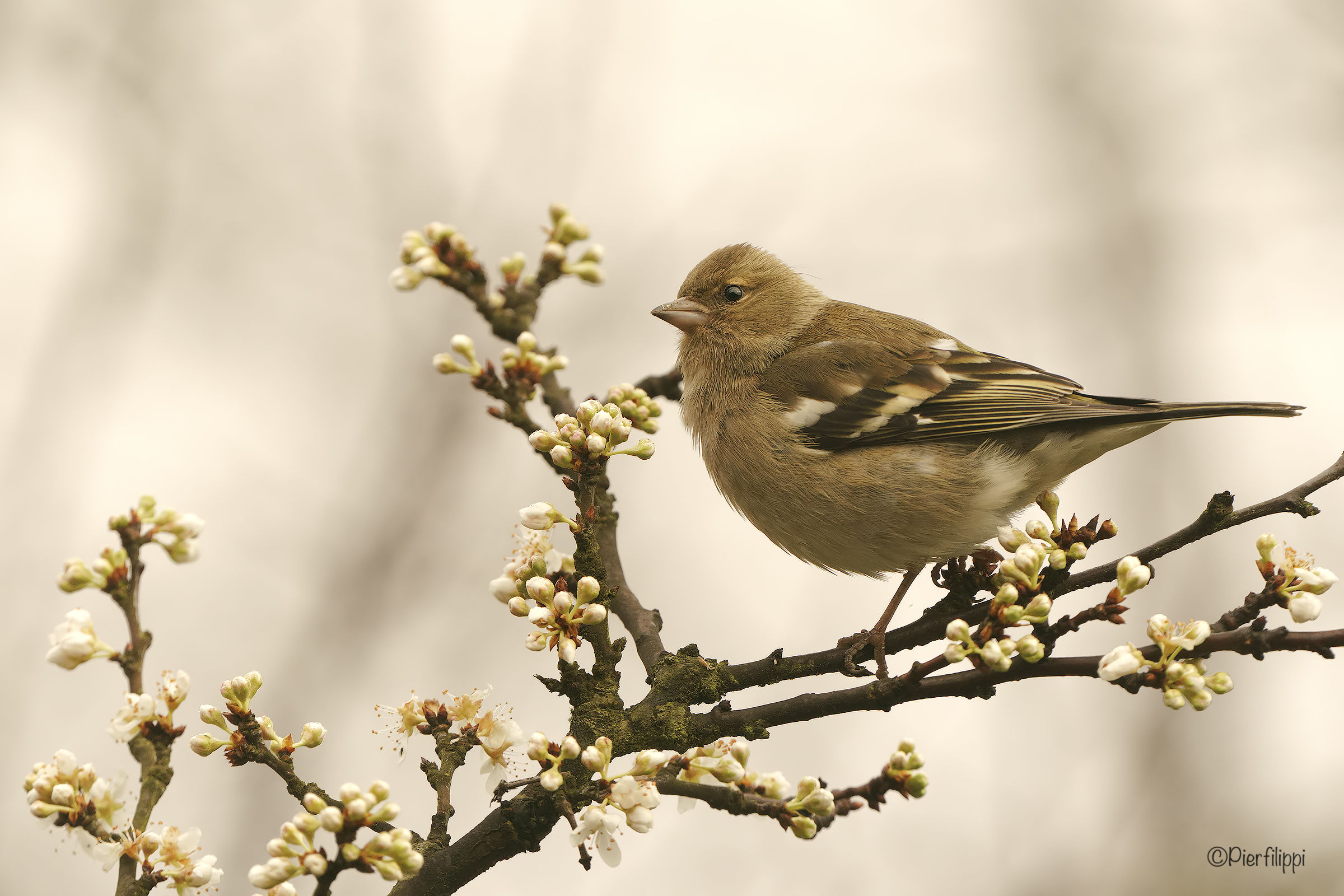 Spring is at the door ..