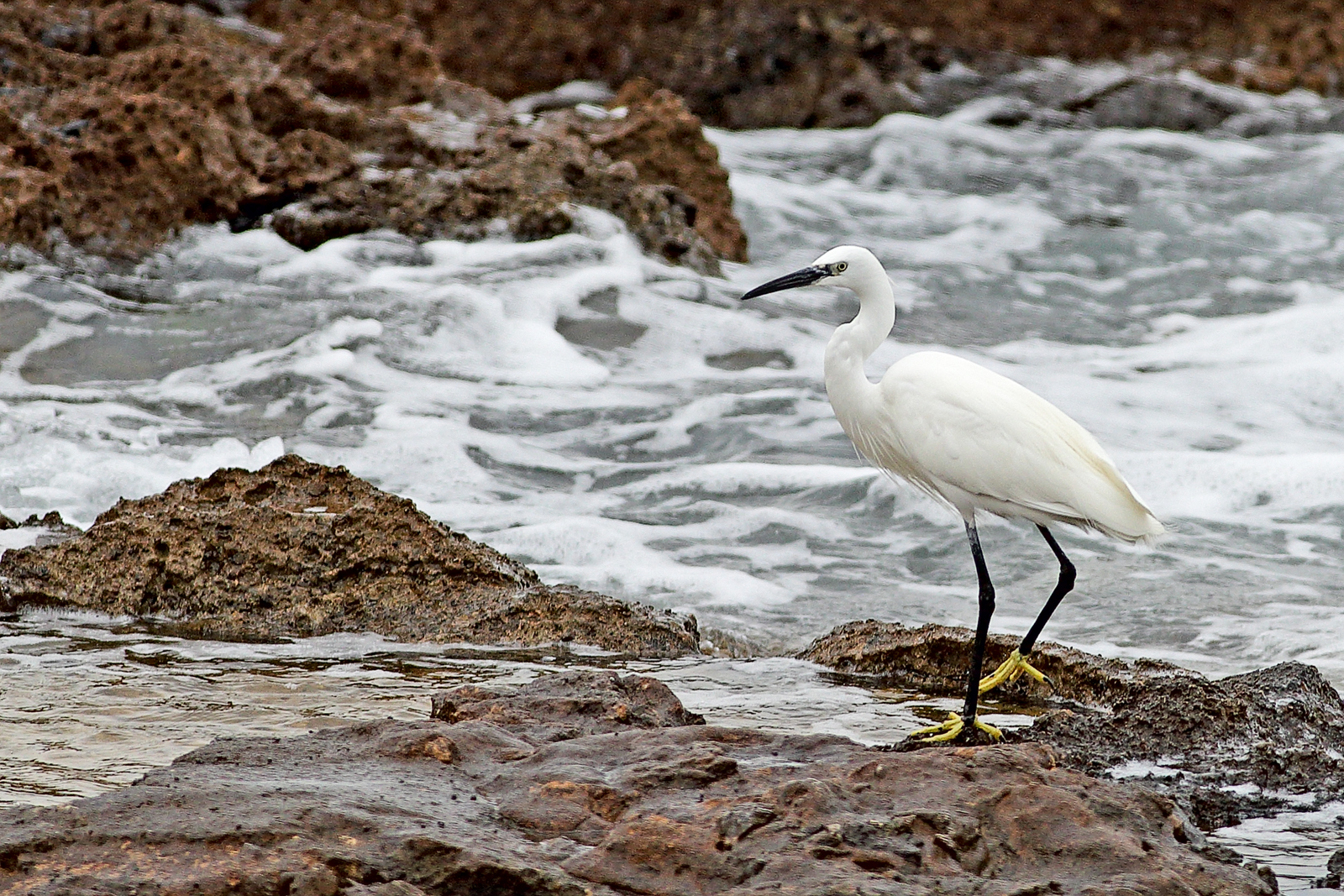 Egret