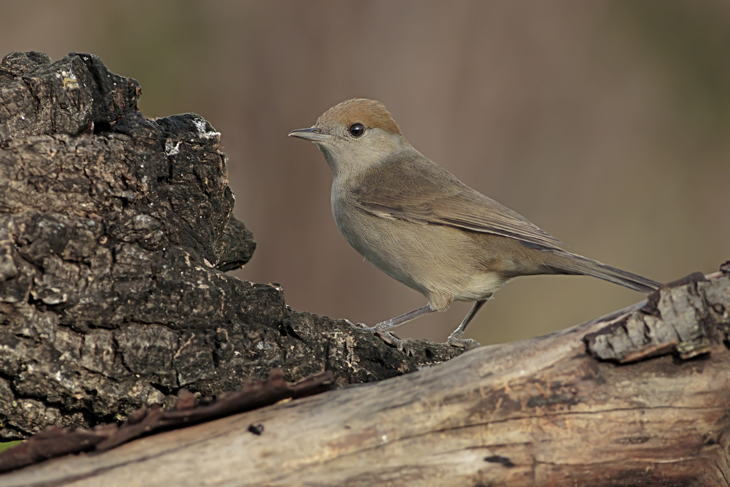 Blackcapinera Female
