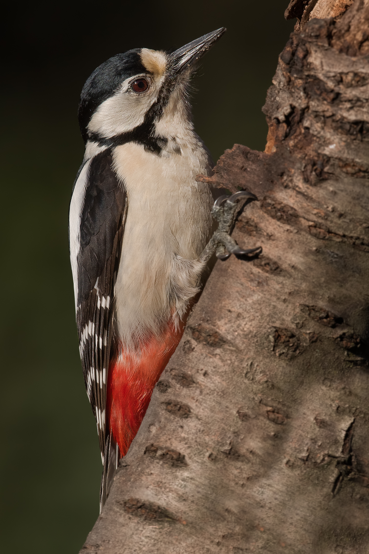 picchio rosso maggiore