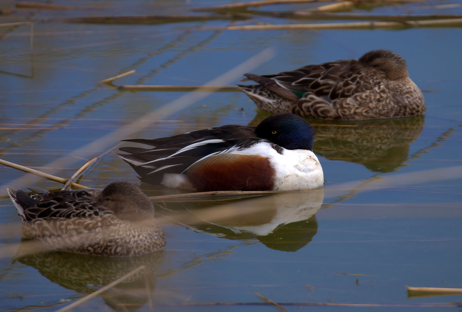 Shoveler