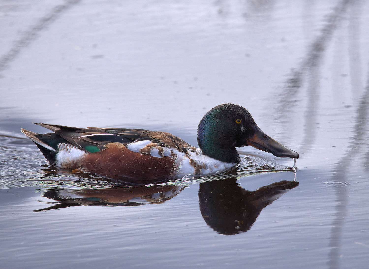 Shoveler