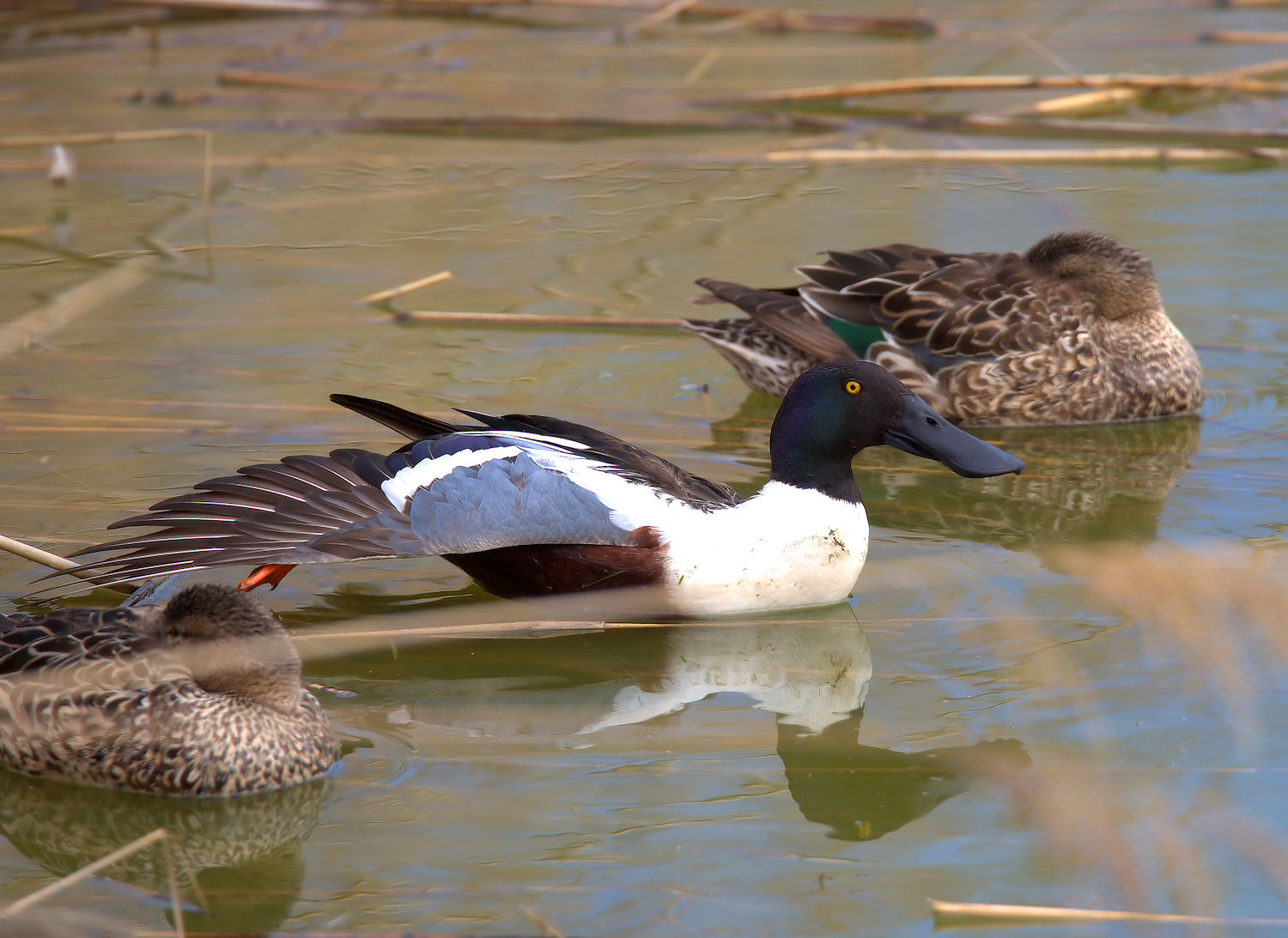 Shoveler