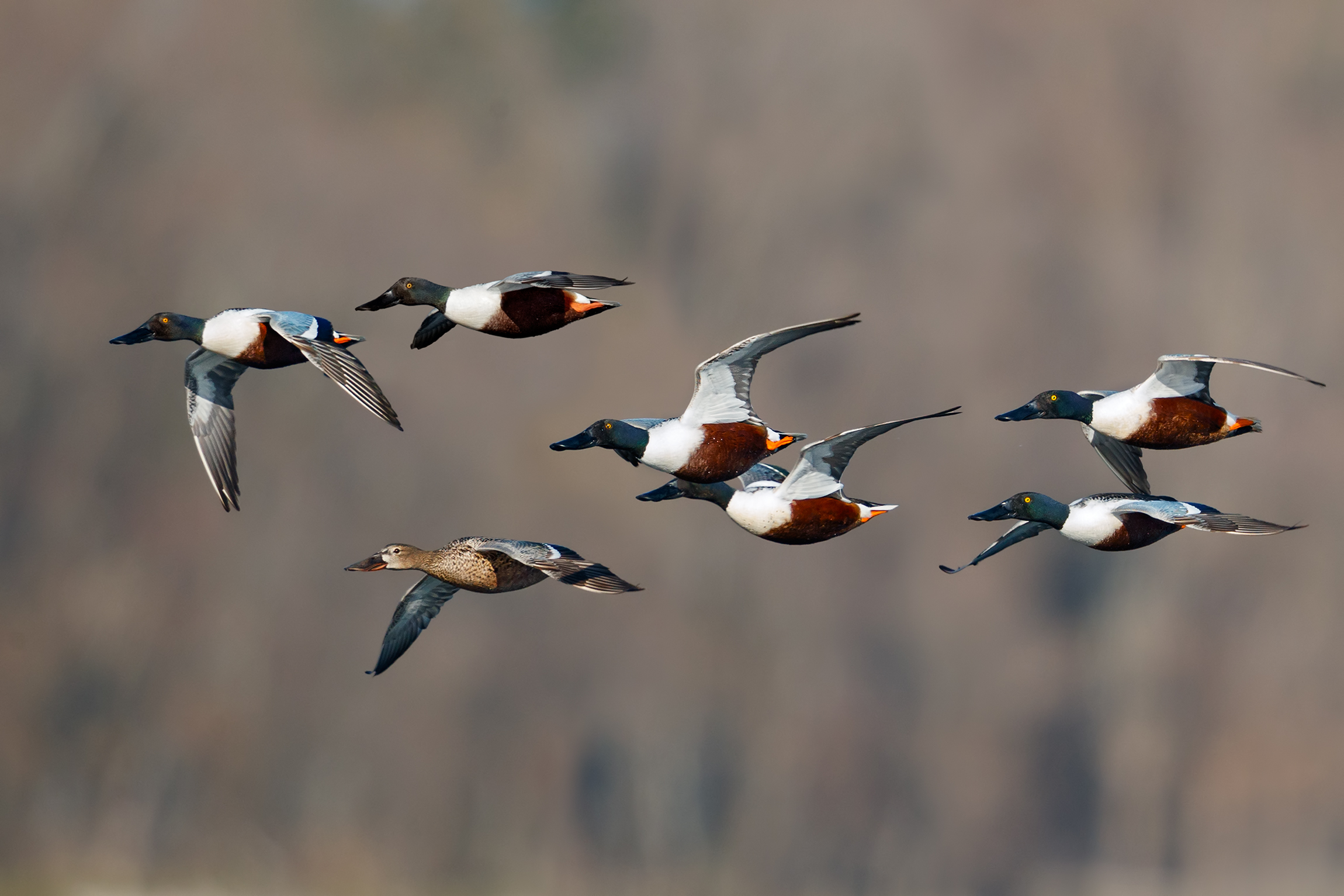 Il corteggiamento dei mestoloni