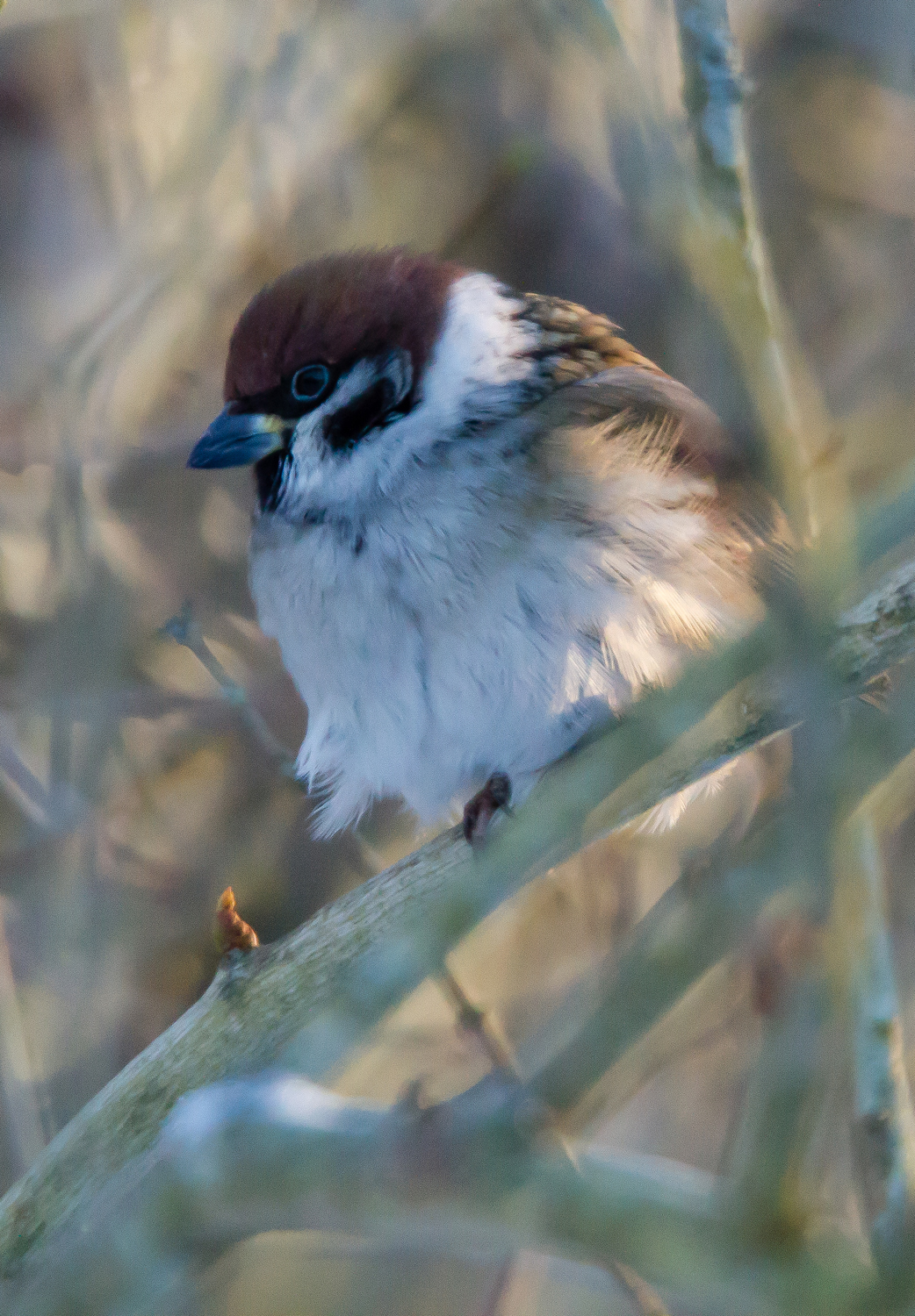 Passer domesticus