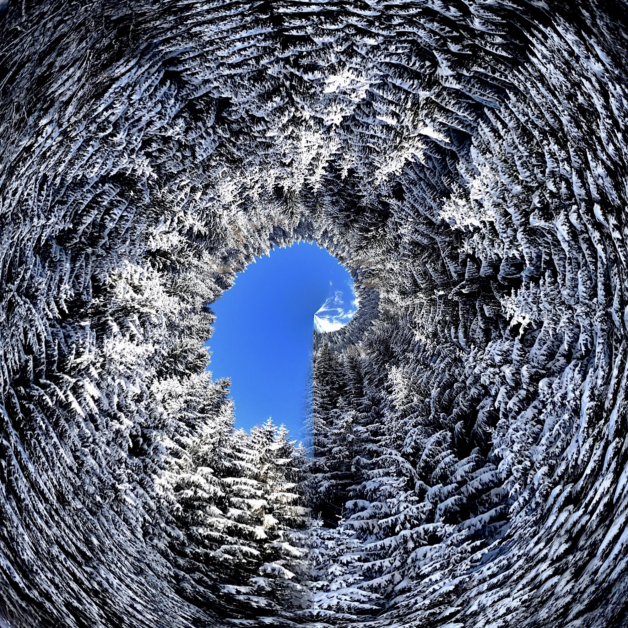 In the middle of the wood