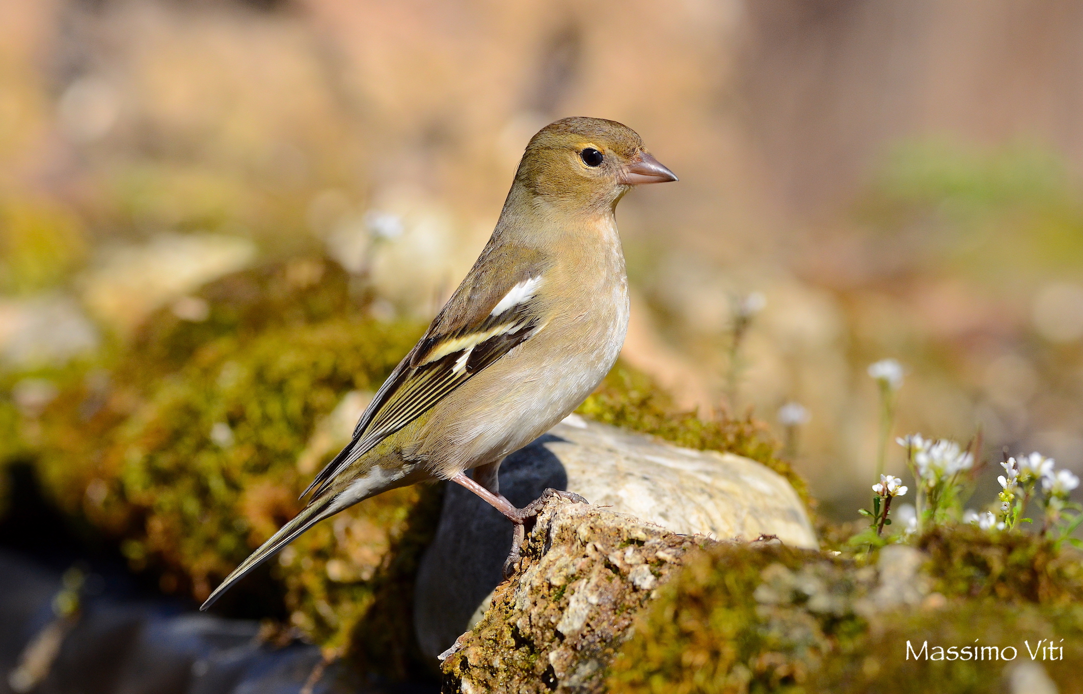 Fringuello femmina ( Fringilla coelebs )