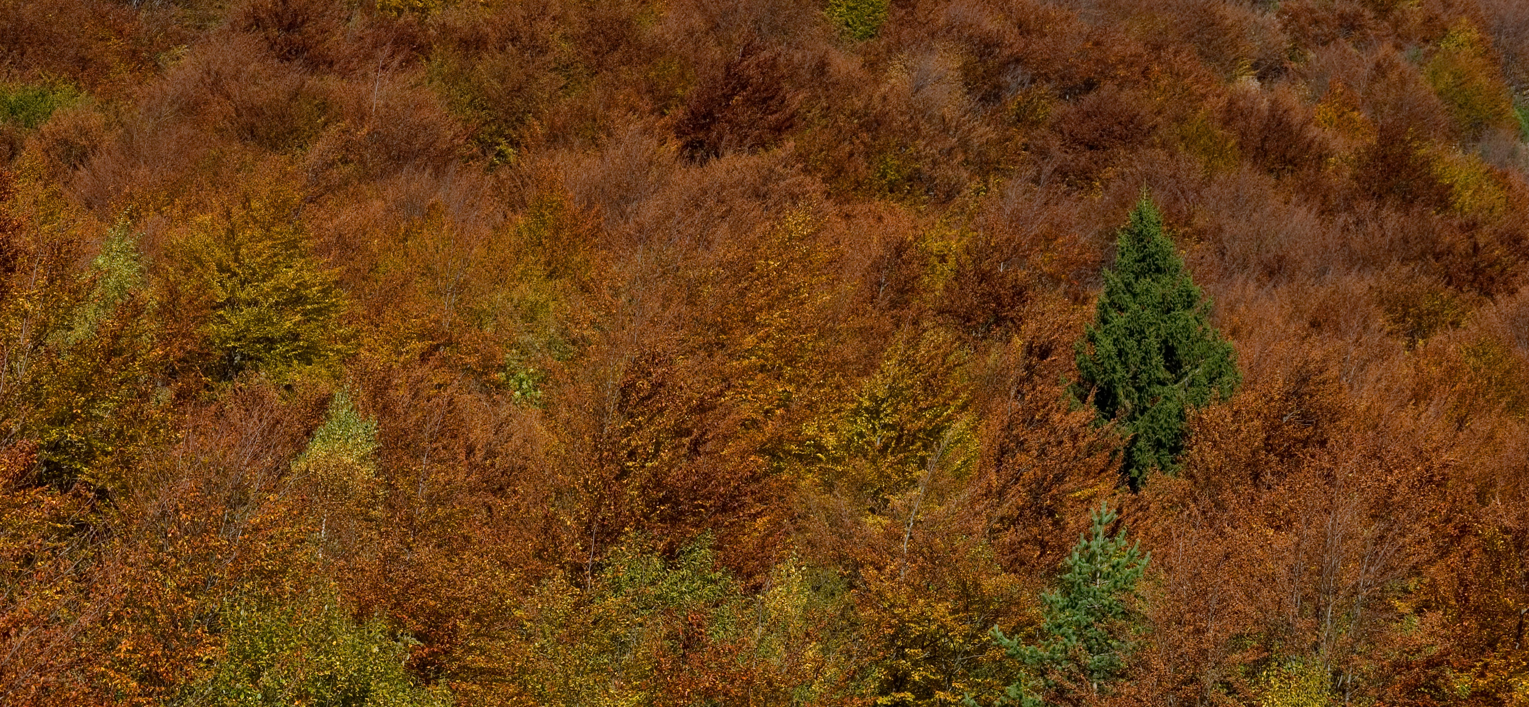 I'm tall, handsome and always green ...