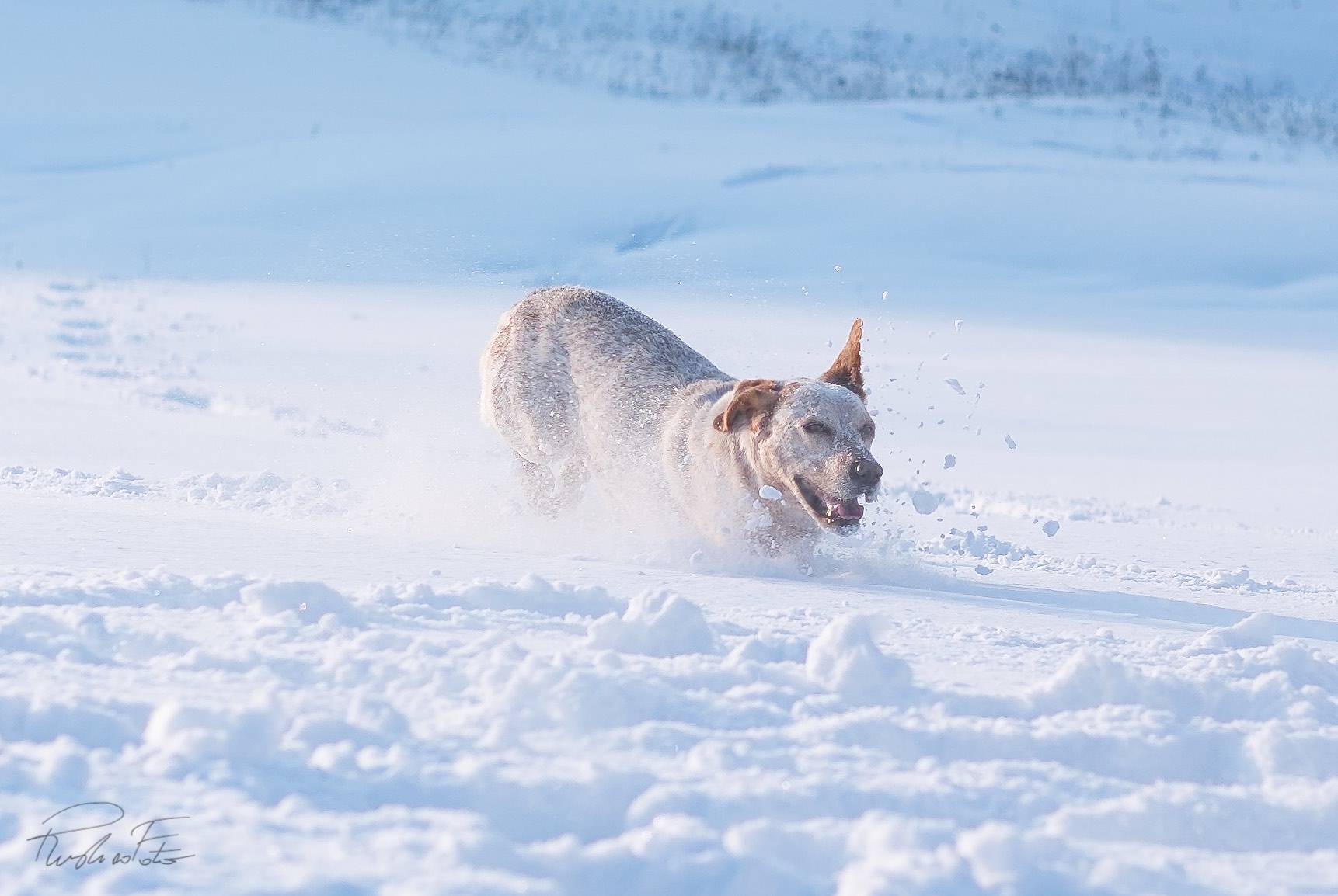 Prince....il cane delle nevi