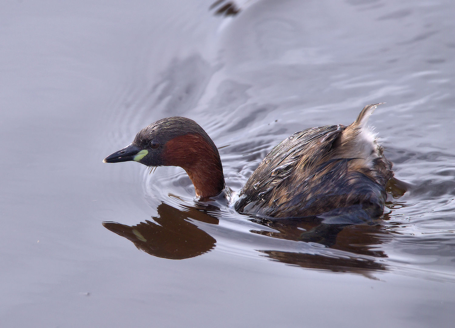 Little Grebe
