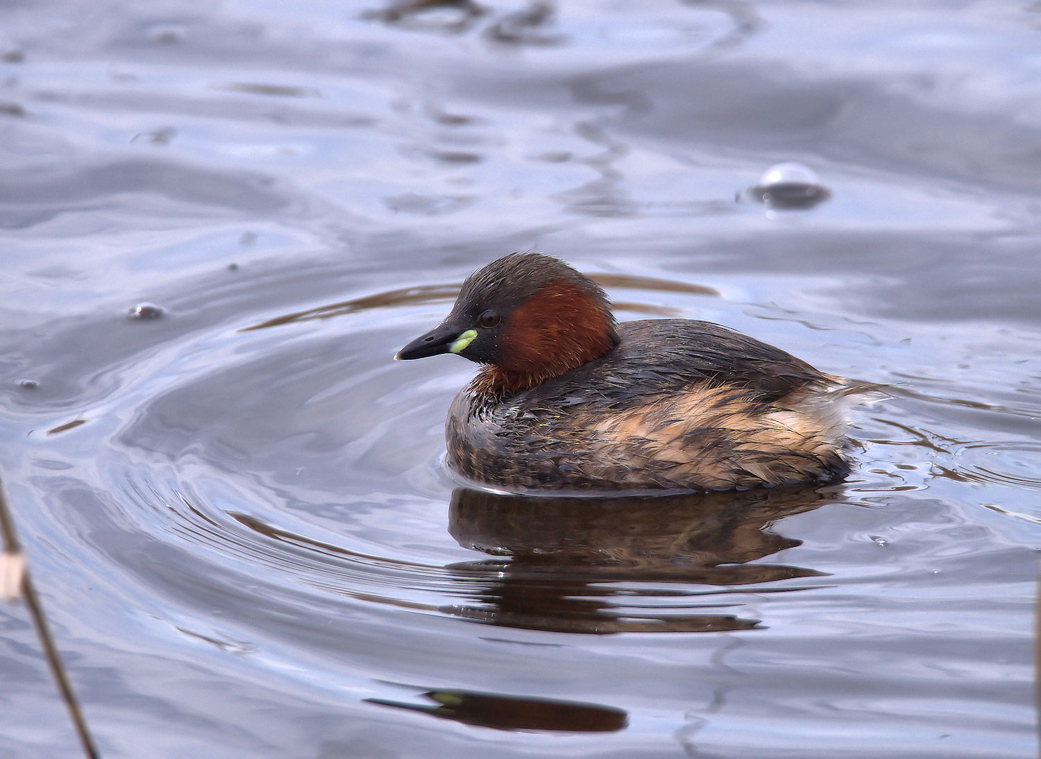 Little Grebe