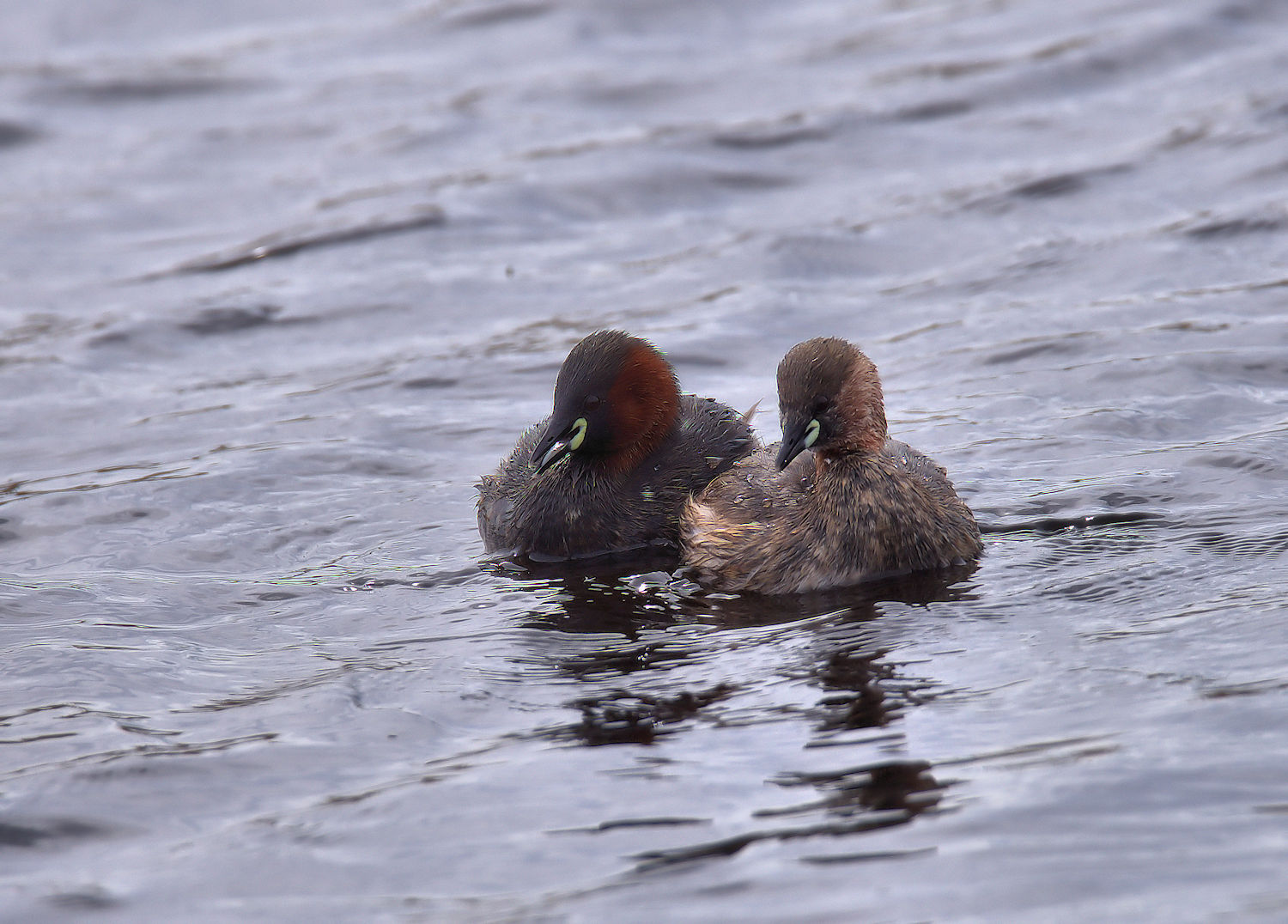 Little Grebe