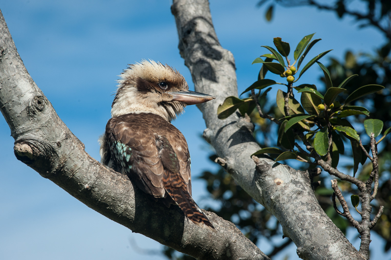 Kookaburra