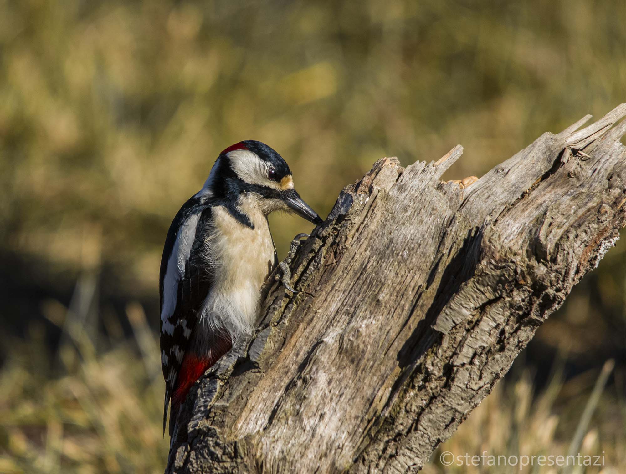 picchio rosso maggiore