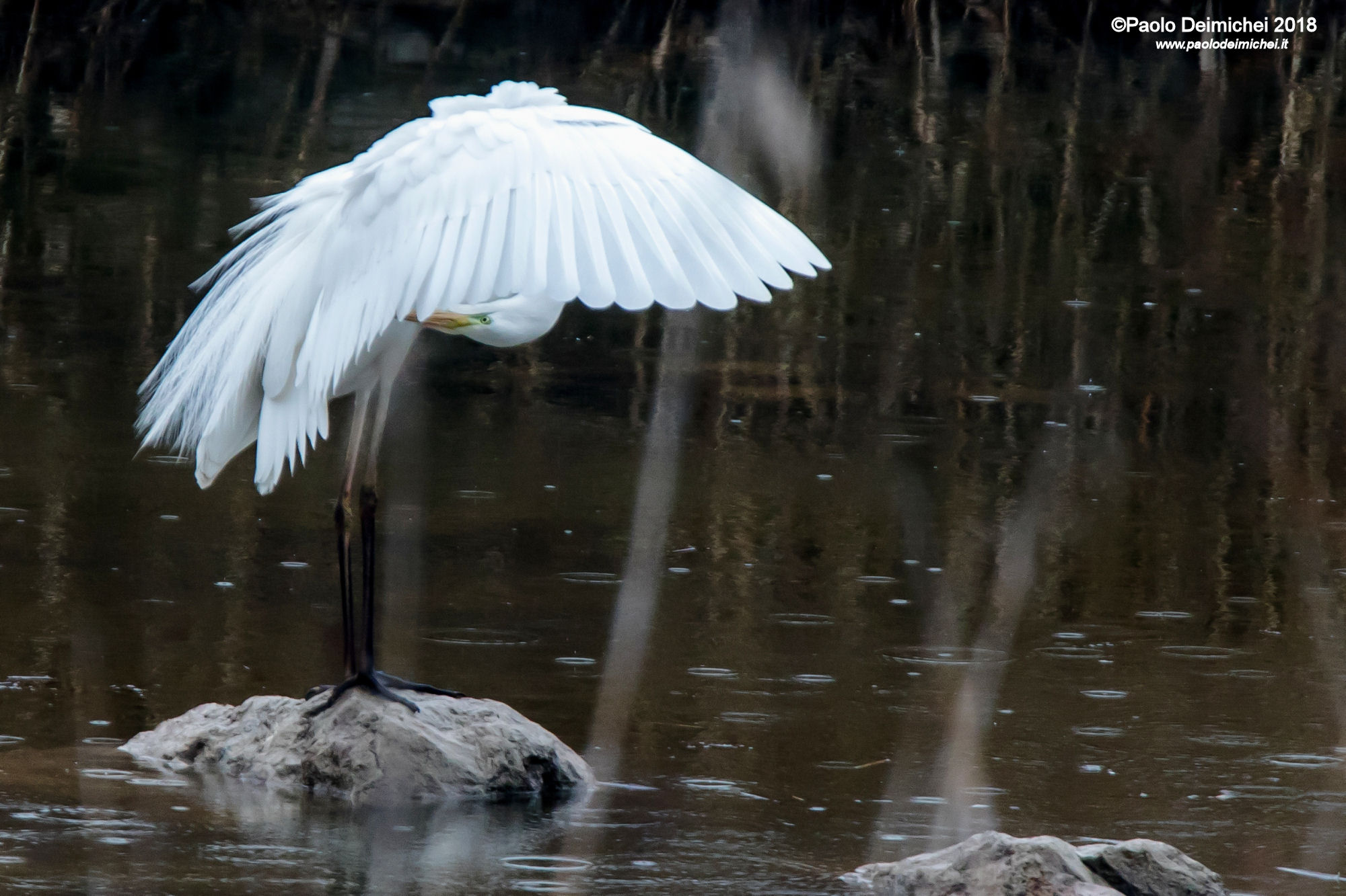Airone bianco... con l'ombrello !