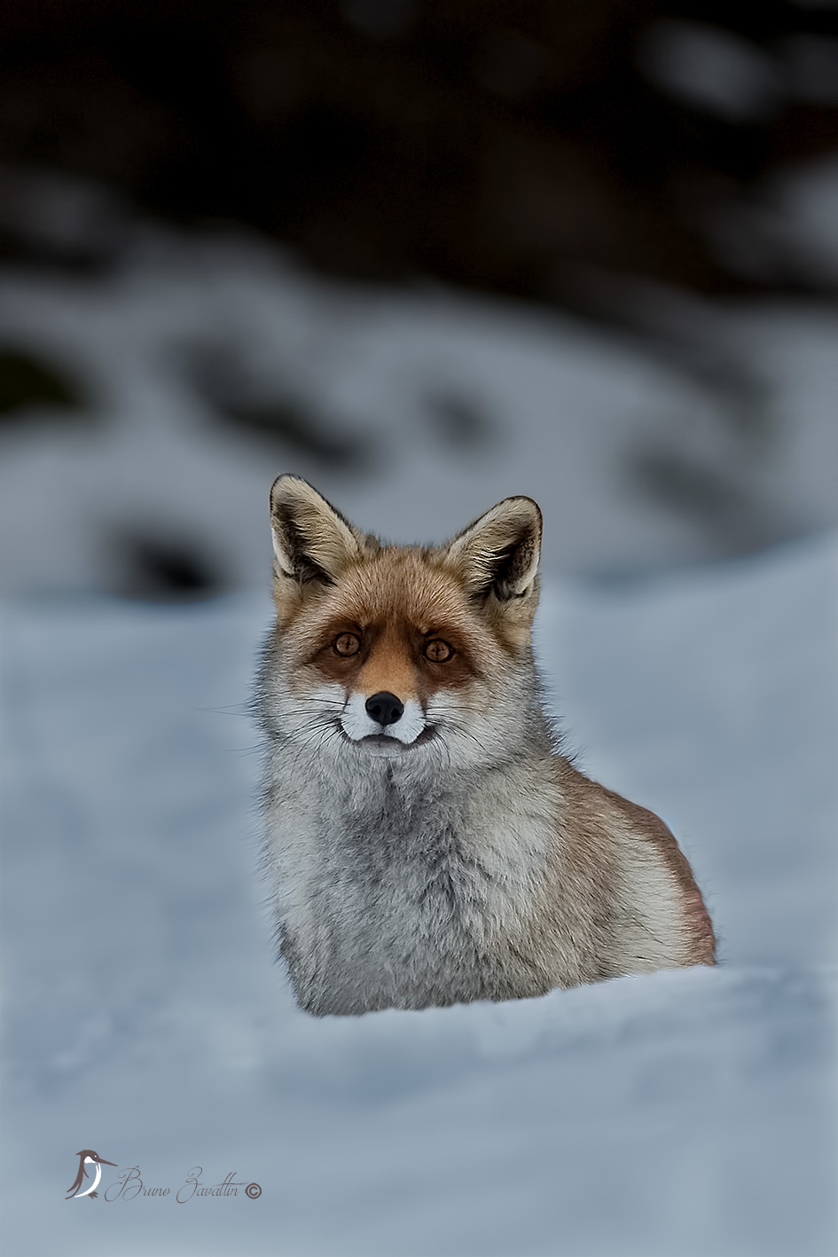 Fox