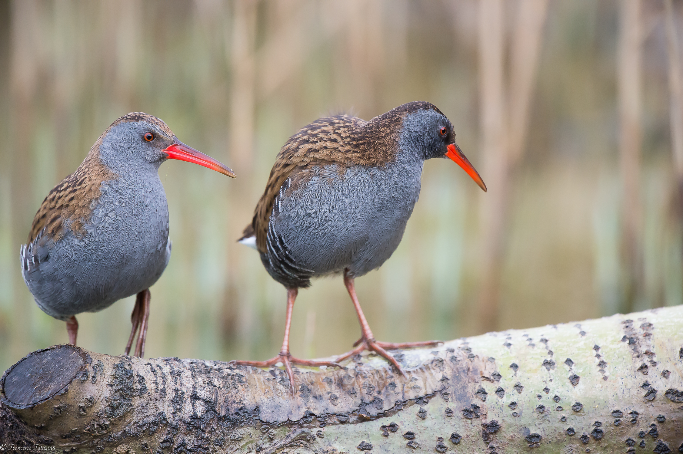 Una bella coppia.....