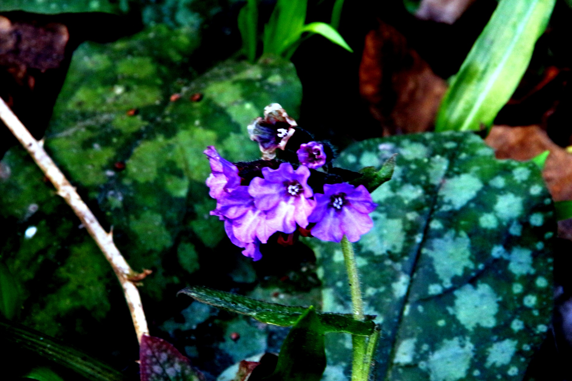the flower with spotted leaves