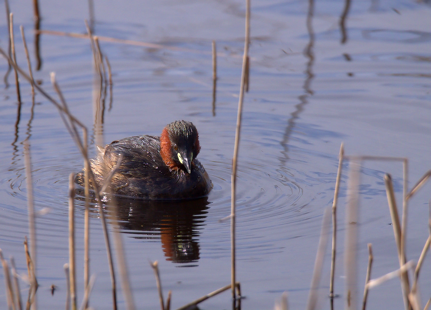 Little Grebe