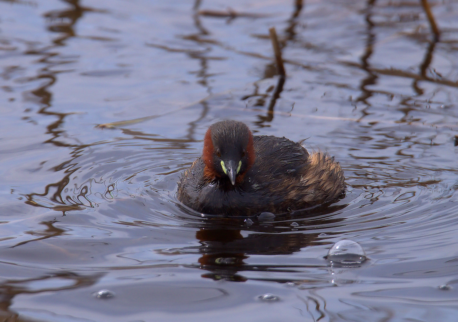 Little Grebe