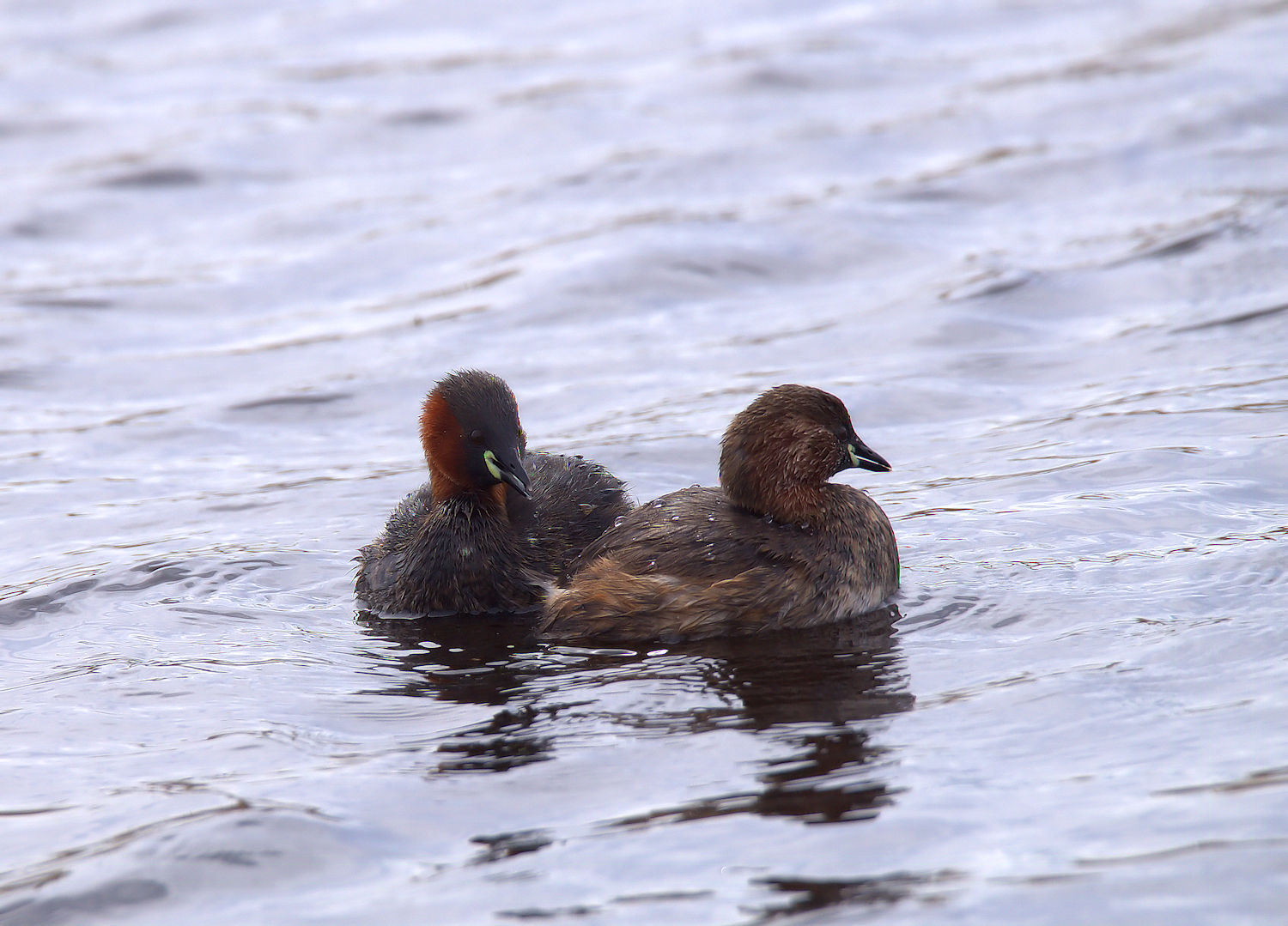 Little Grebe
