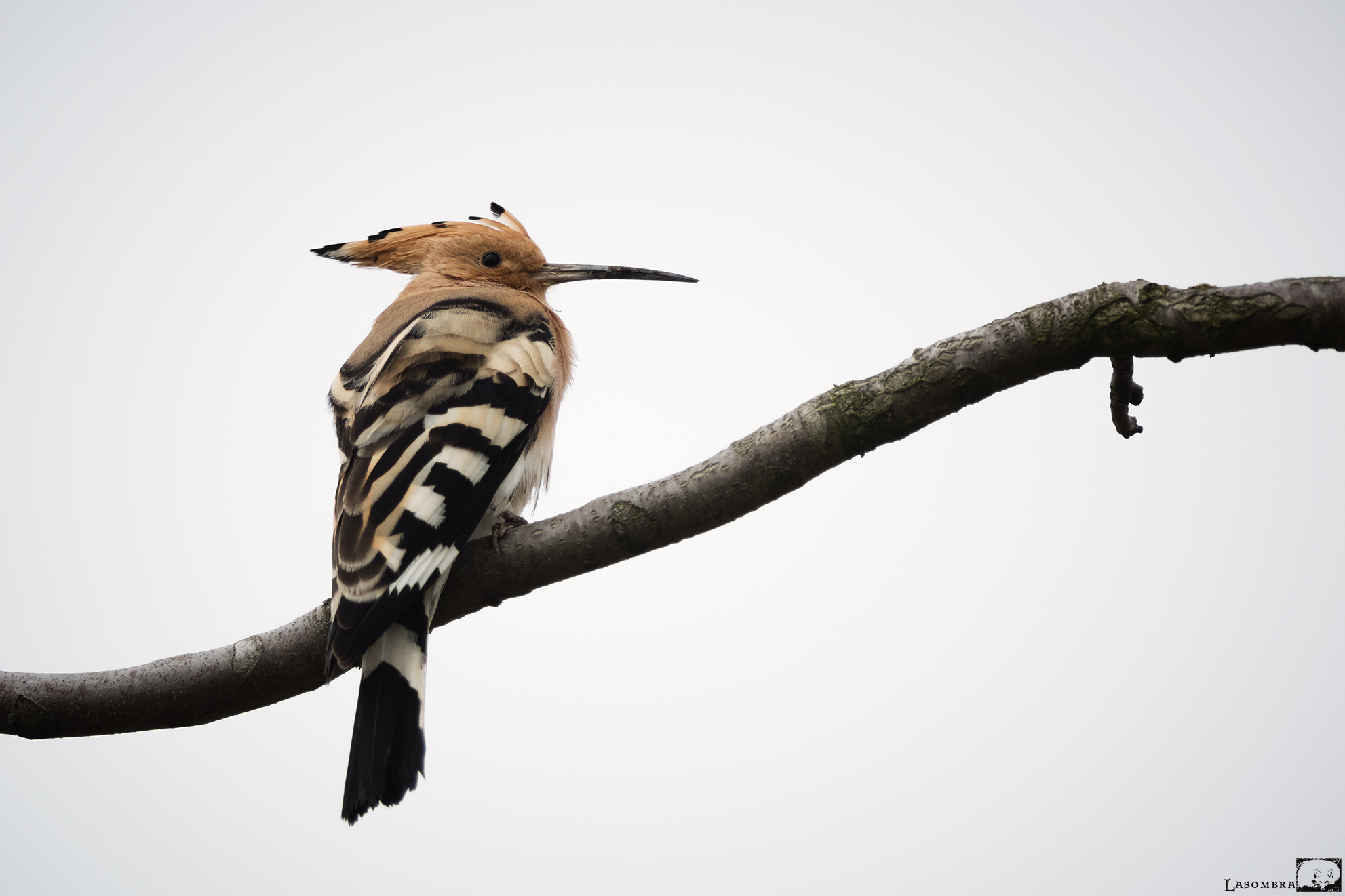 Hoopoe