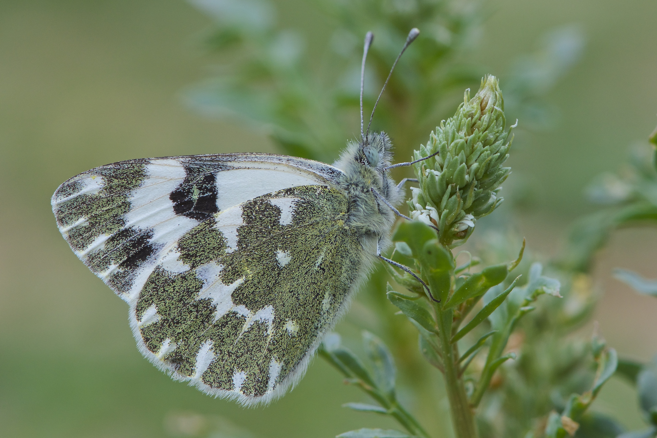 Pieris daplidice