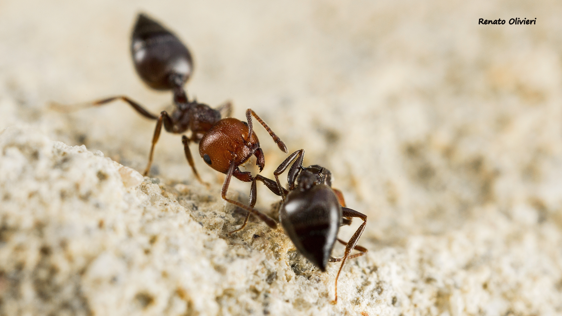 Even the ants help themselves