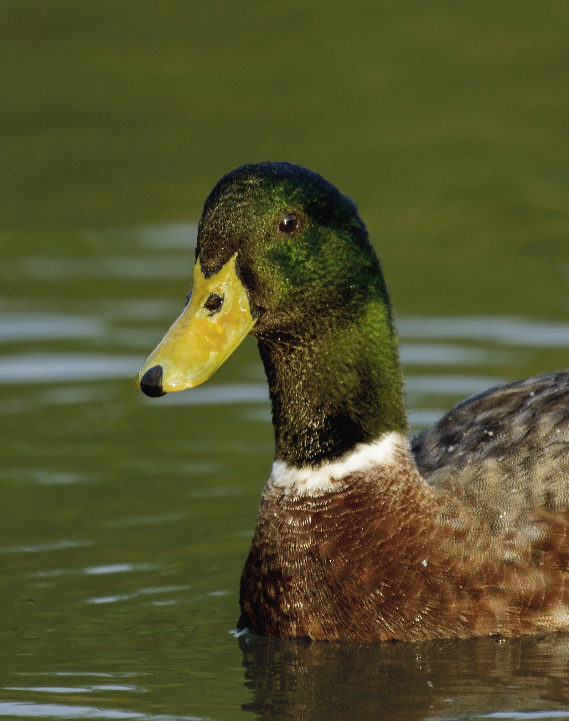 Mallard Portrait, Interbreed,residential.