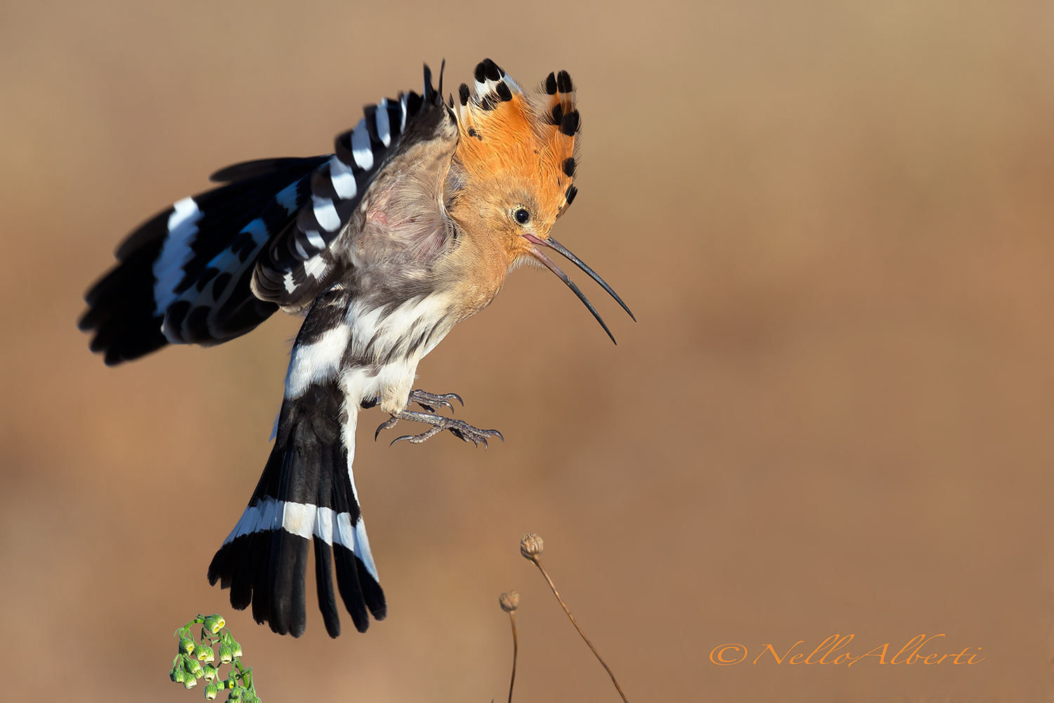 Upupa  in atterraggio