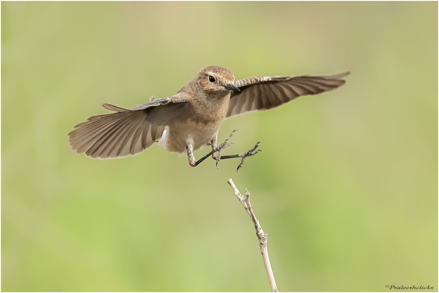 Wheatear isabellino