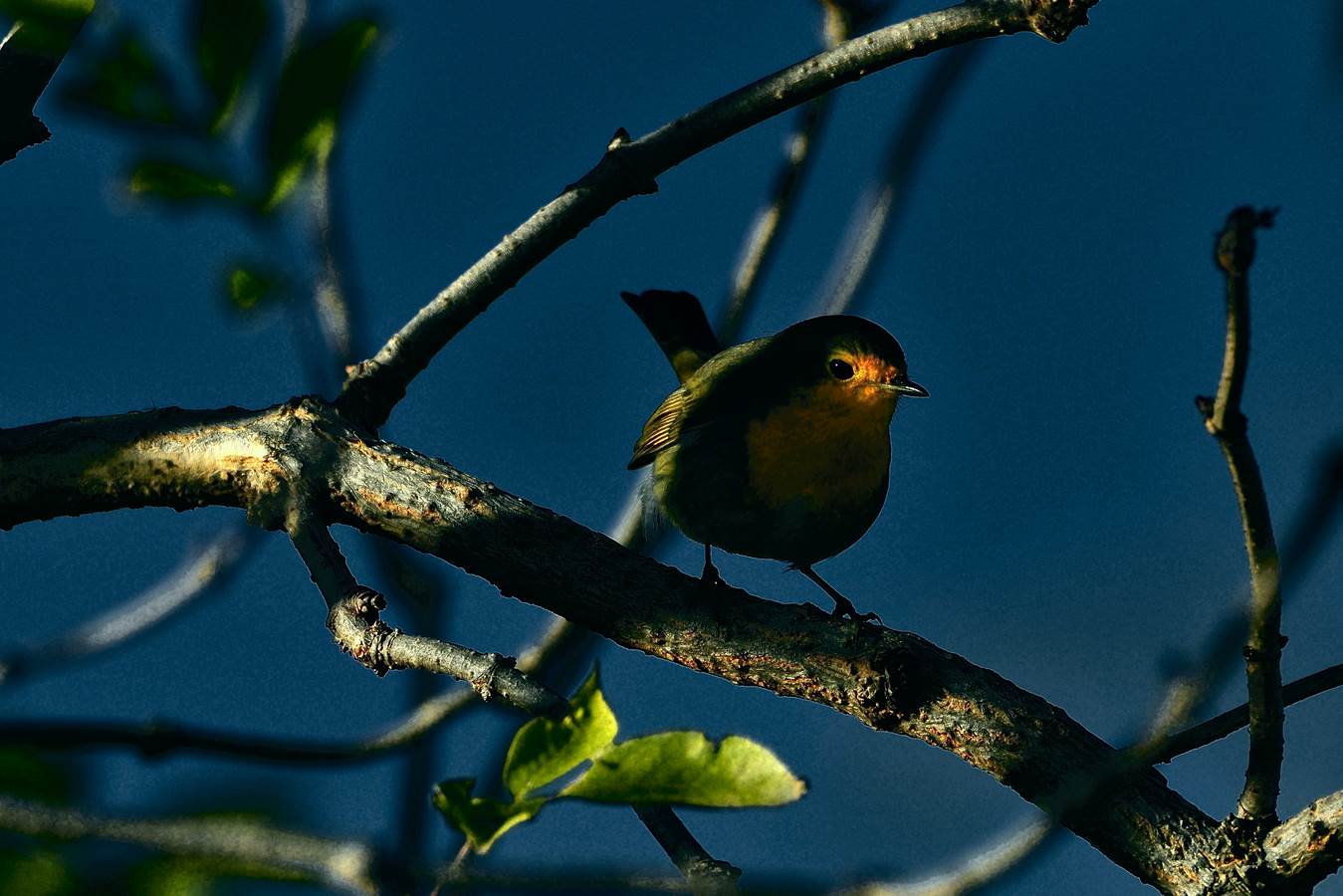 alle cinque della sera