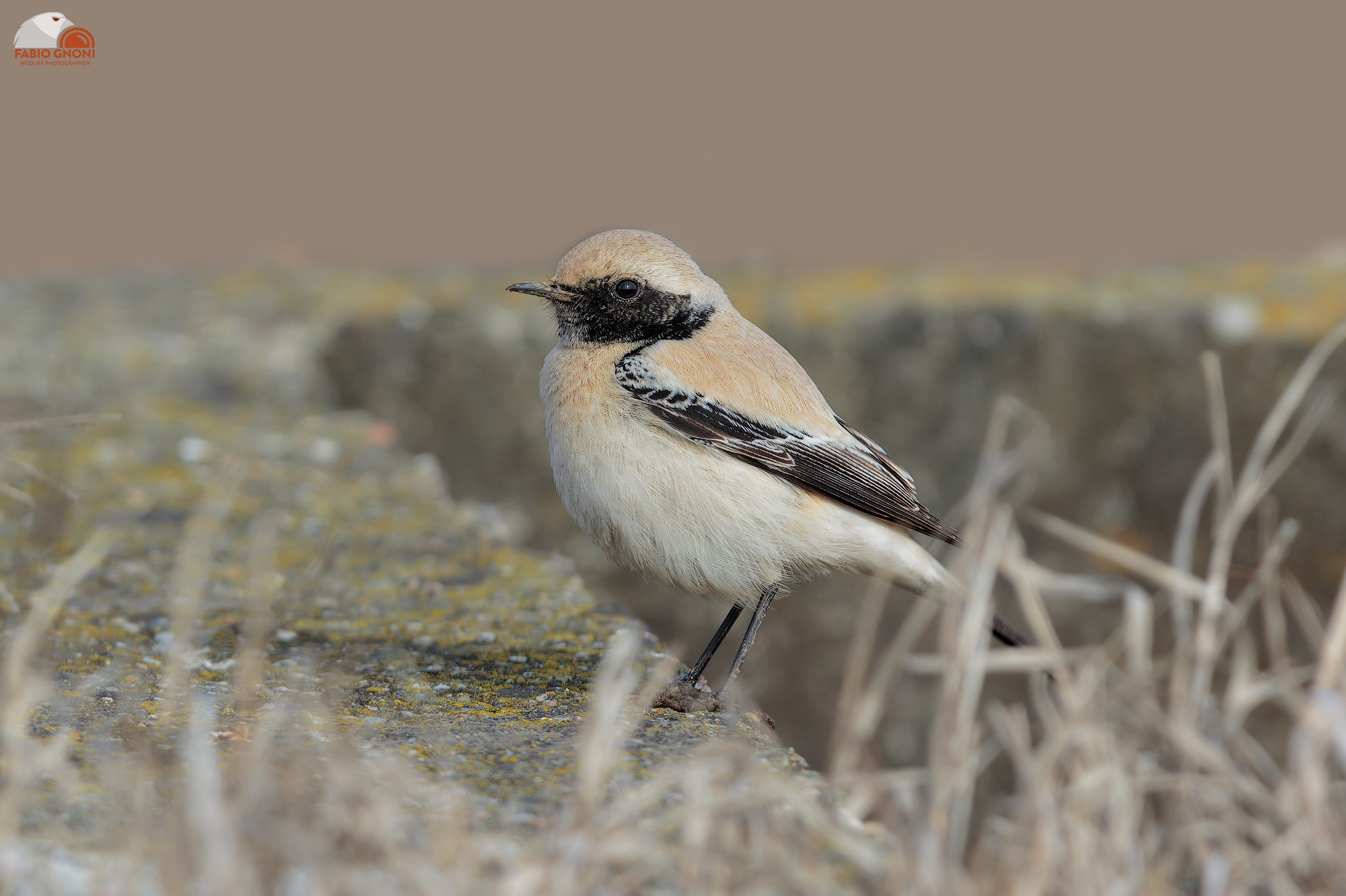 Monachella del deserto