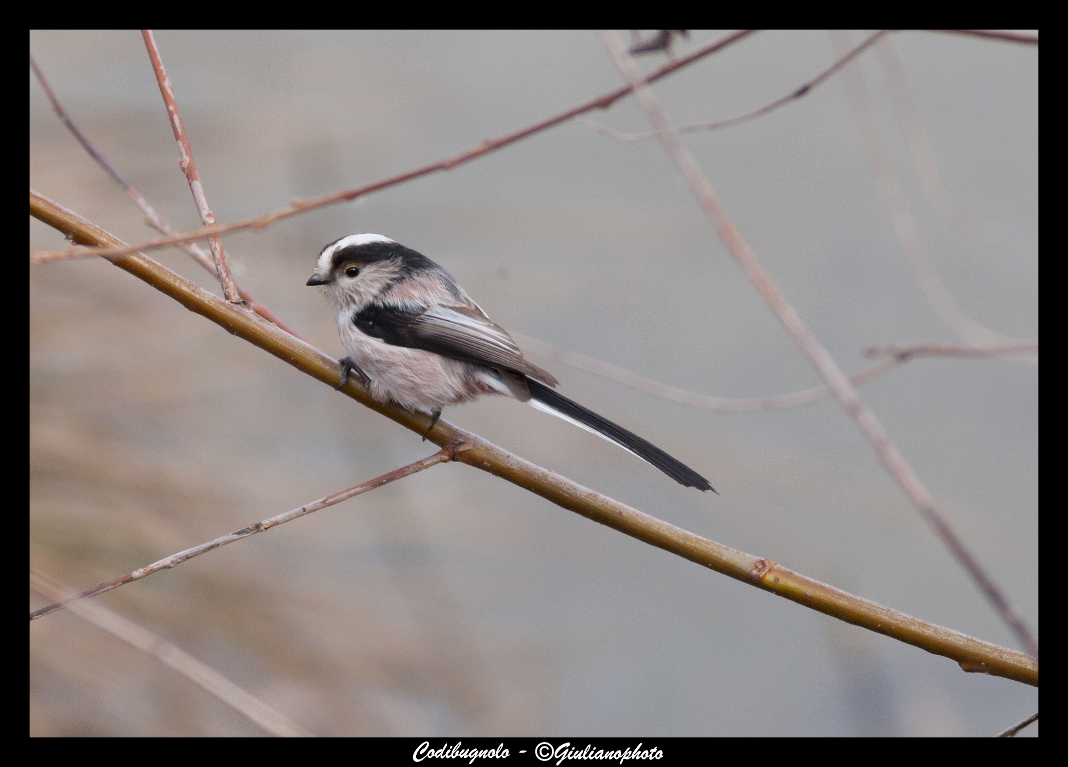 Long-tailed Tit